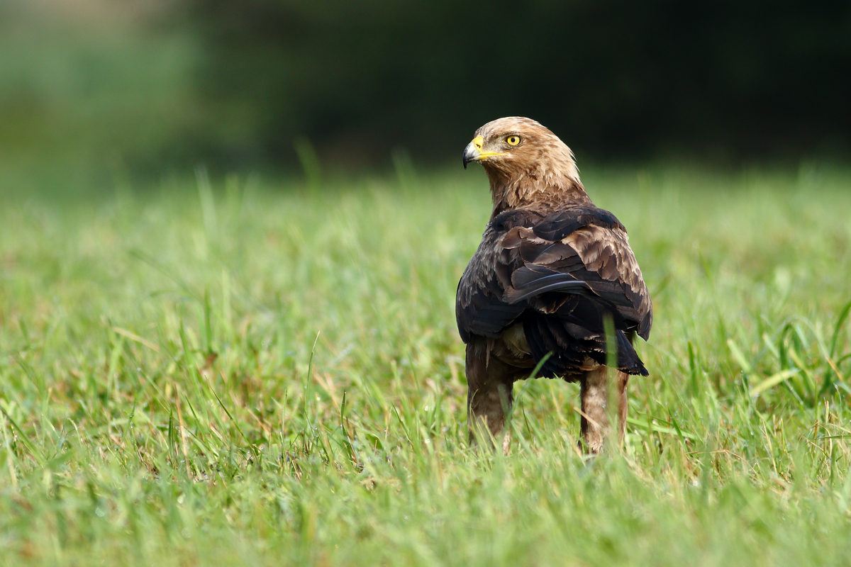 Krikľák (Michal Stoklasa)