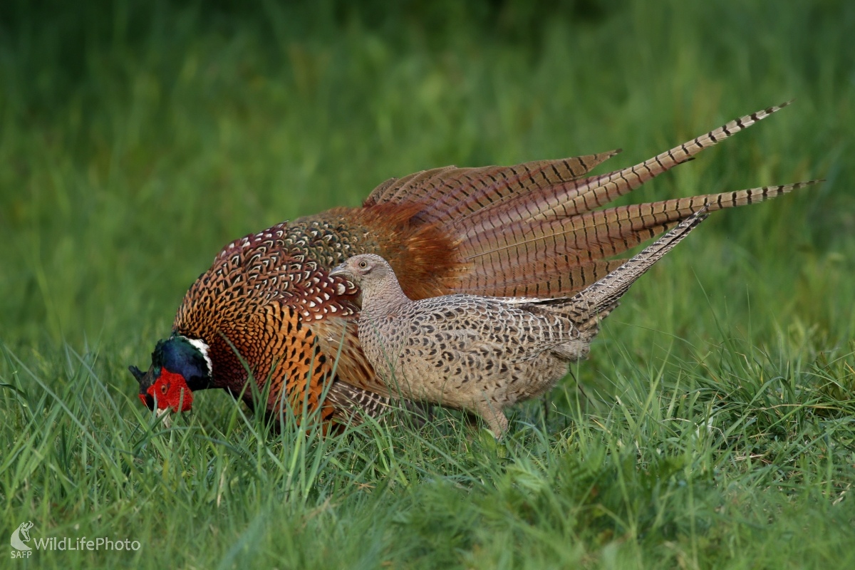 Bažant obyčajný -Phasianus colchicus (Martin Šabík)