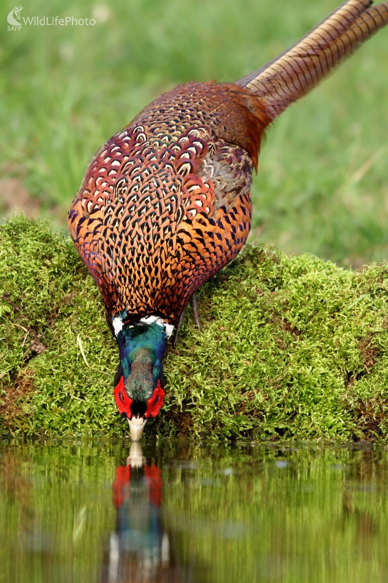 Bažant obyčajný -Phasianus colchicus (Martin Šabík)