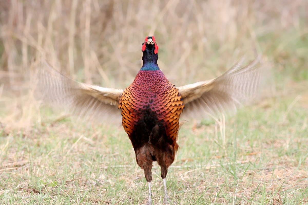 Bažant obyčajný -Phasianus colchicus (Martin Šabík)