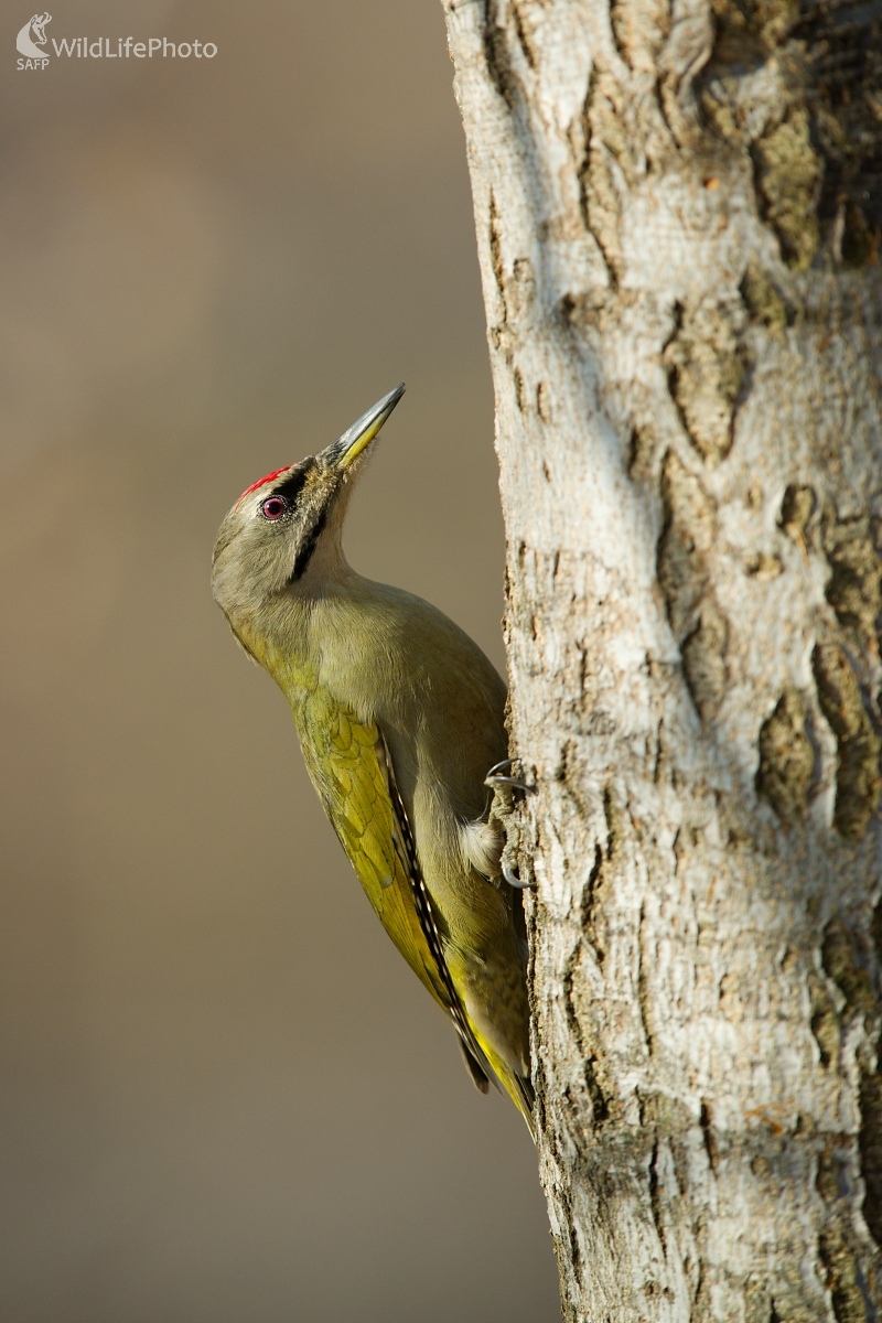 Obyvateľ bučiny (František Hromada)
