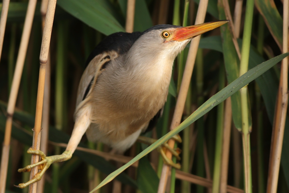 Bučiačik močiarny (Ixobrychus minutus) (Martin Šabík)