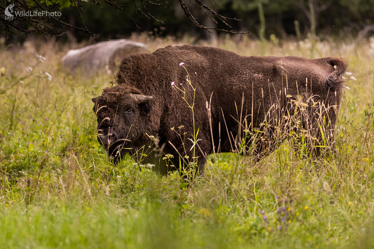 Zubor (Ladislav Dzivjak)