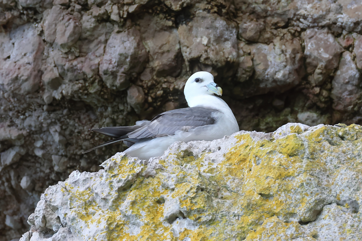 Víchrovník ľadový (Fulmarus glacialis) (Eduard Stloukal)