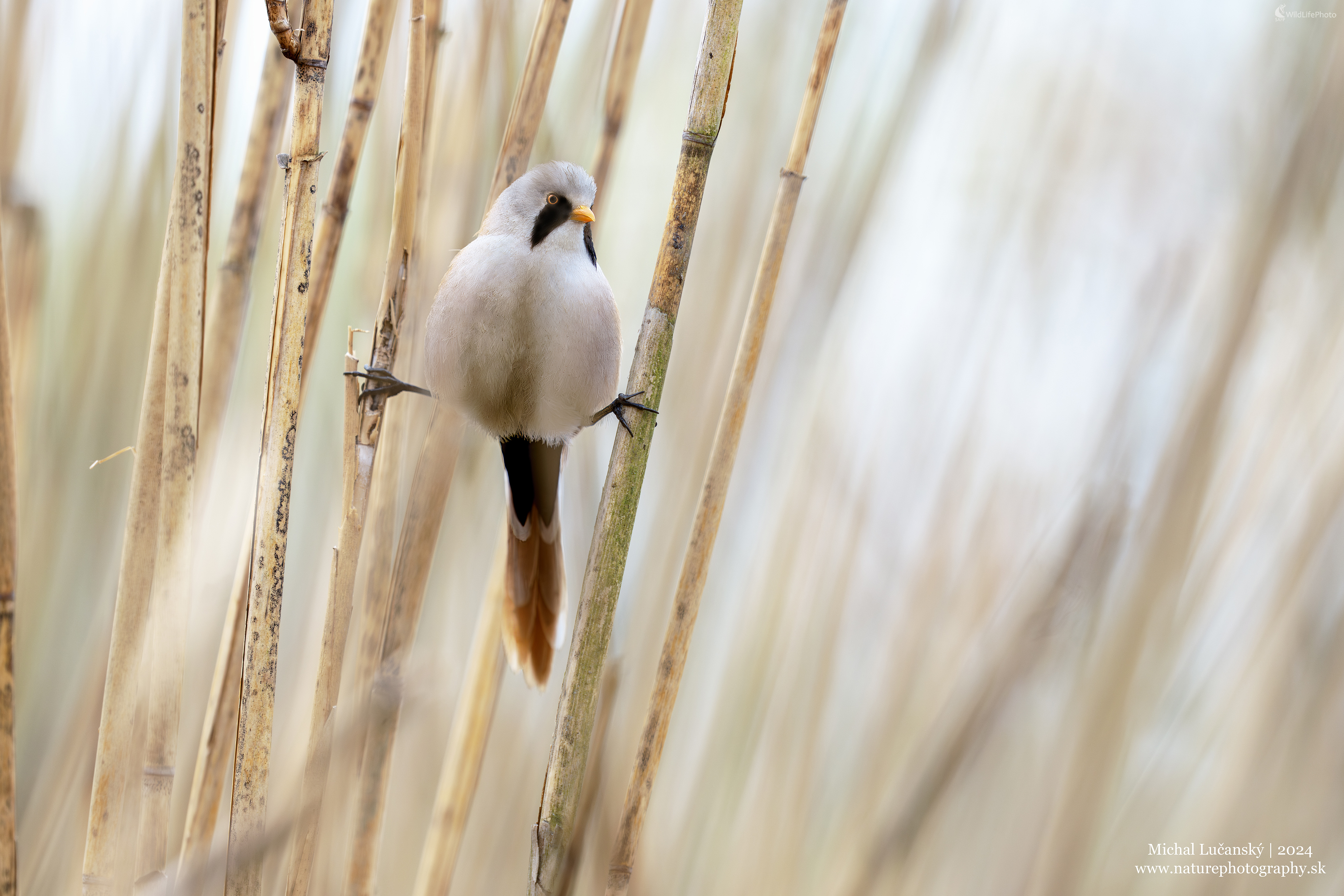 Fúzatka trstinová | Panurus biarmicus | Bearded reedling (Michal Lučanský)