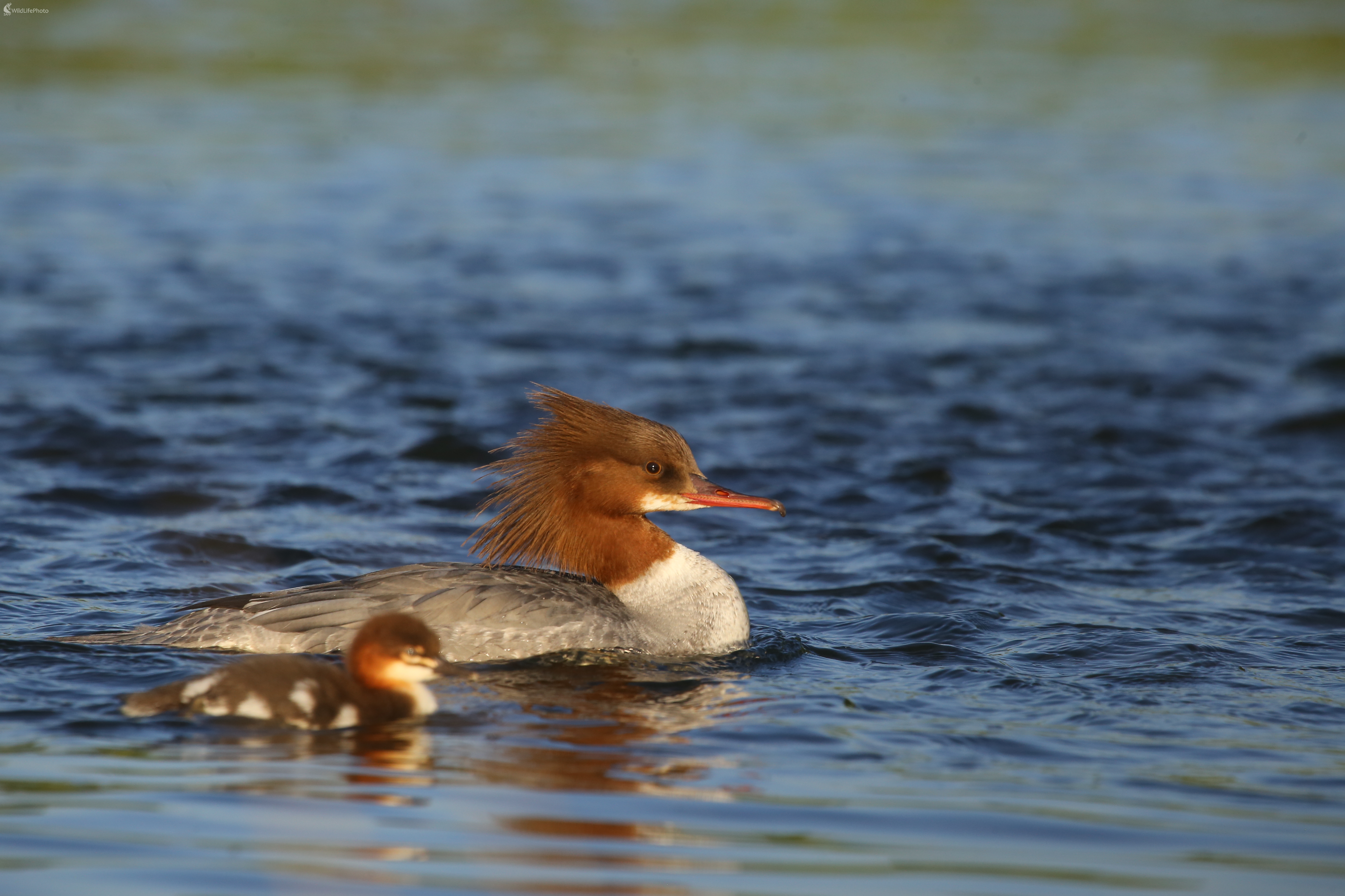 Dve generácie (Pavol Bukovan)
