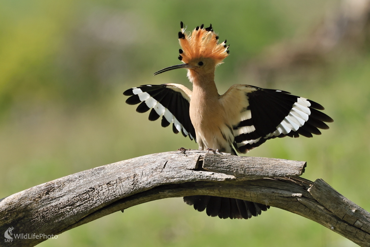 Dudok chochlatý (Maroš Detko)