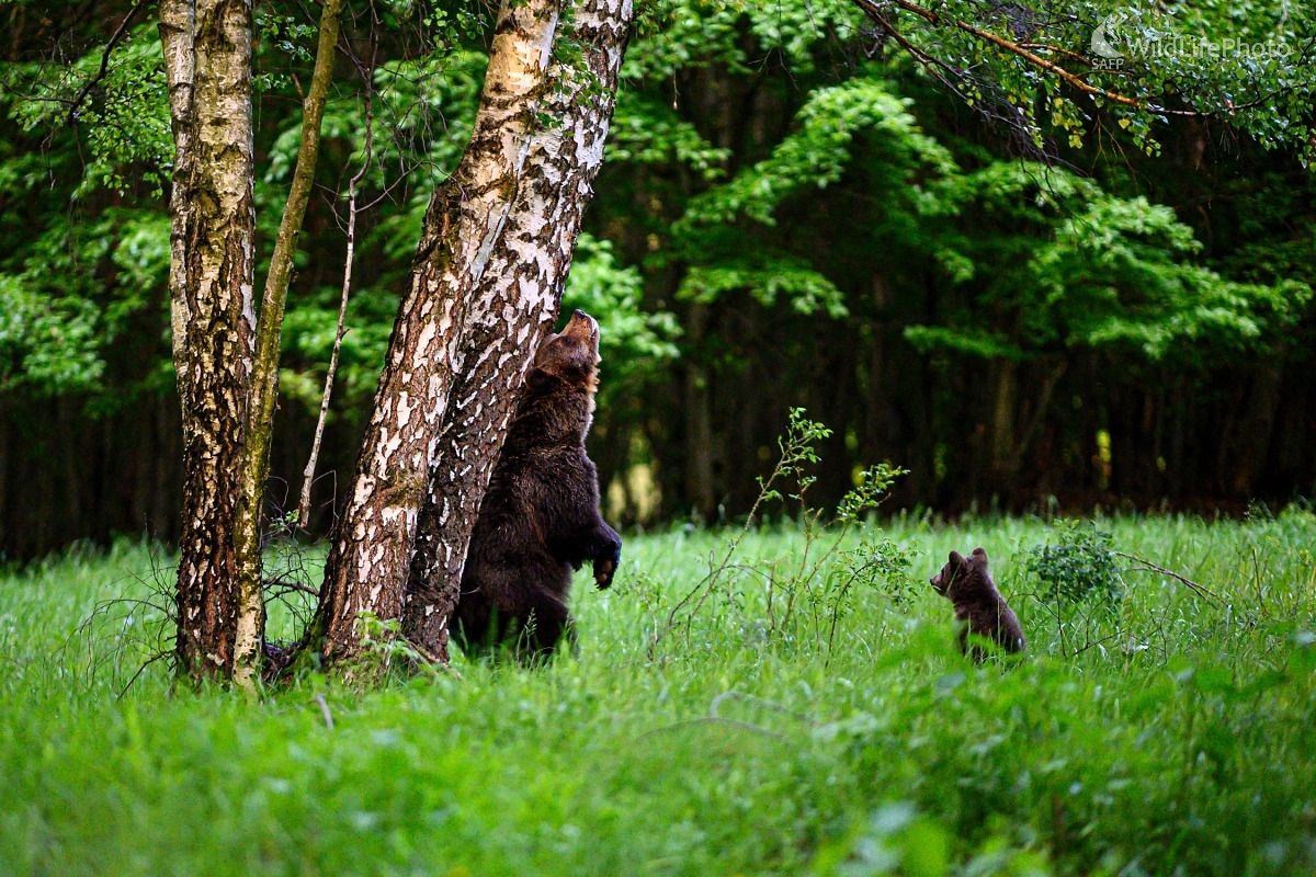 "Výuka značkovania" (František Hromada)