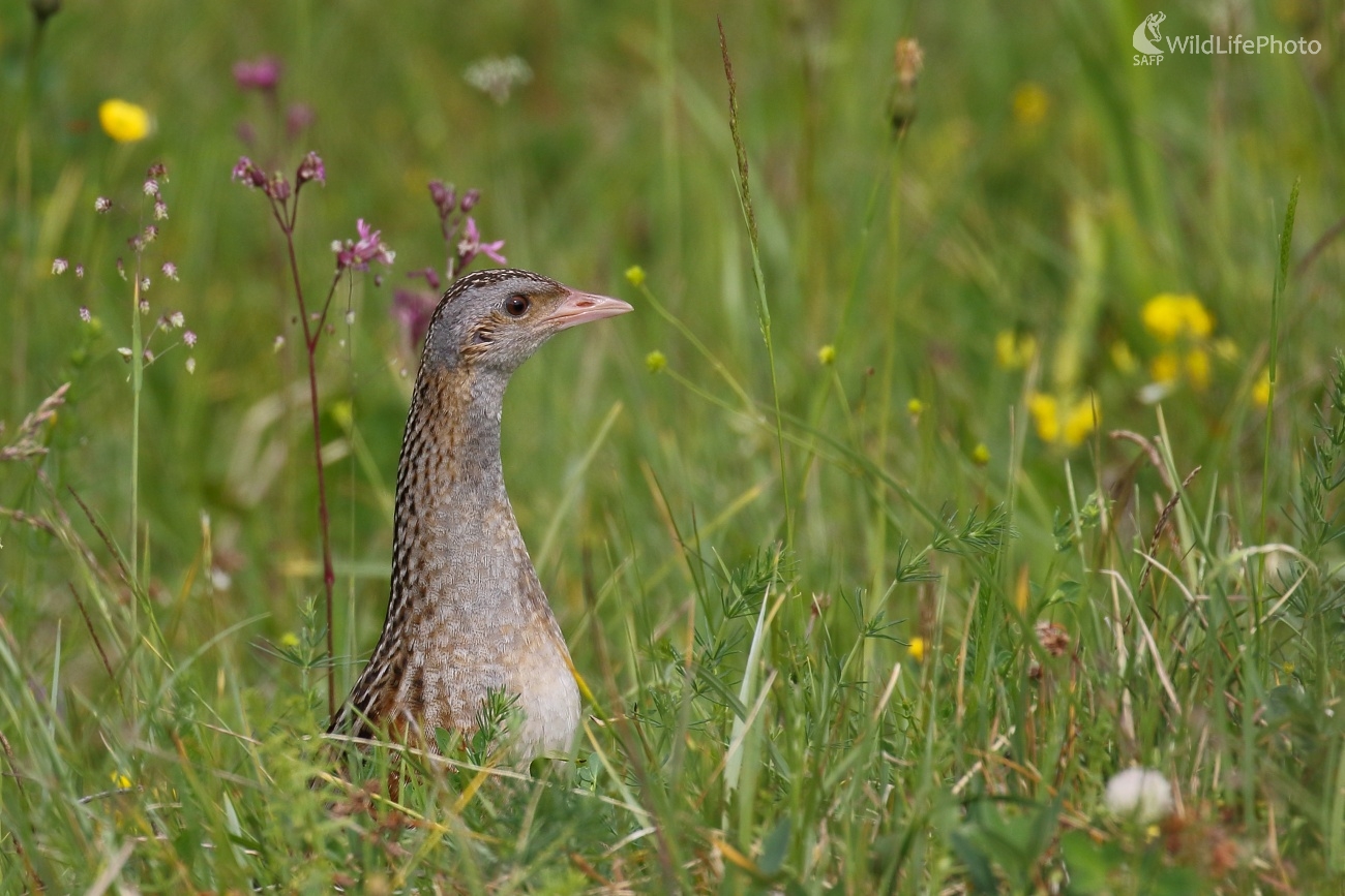 Chrapkáč (Vladimír Michalec)