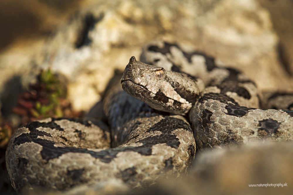 Vretenica rožkatá (Michal Lučanský)