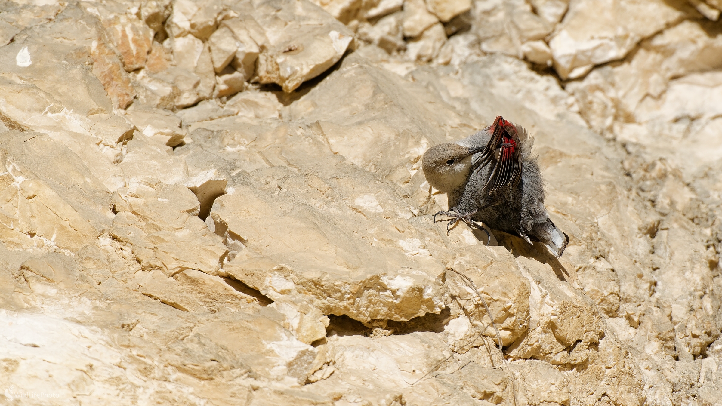 Skalné kráľovskto a jeho malý obyvateľ... (Bohuš Číčel)