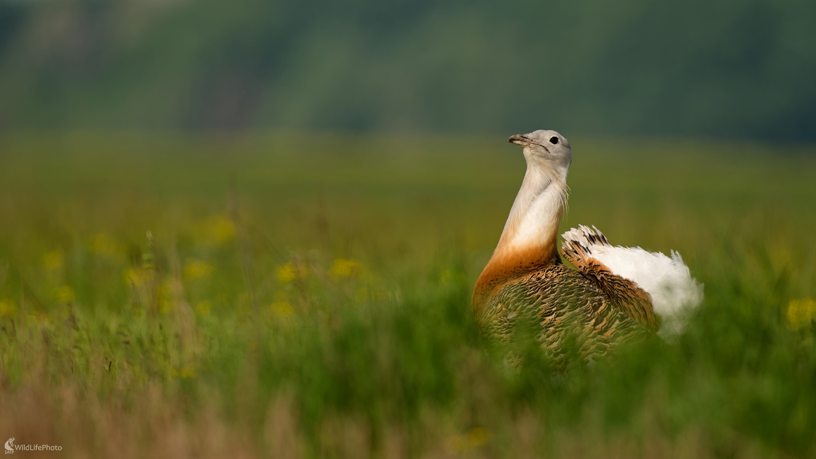 ... taký "malý" operenec. (Bohuš Číčel)