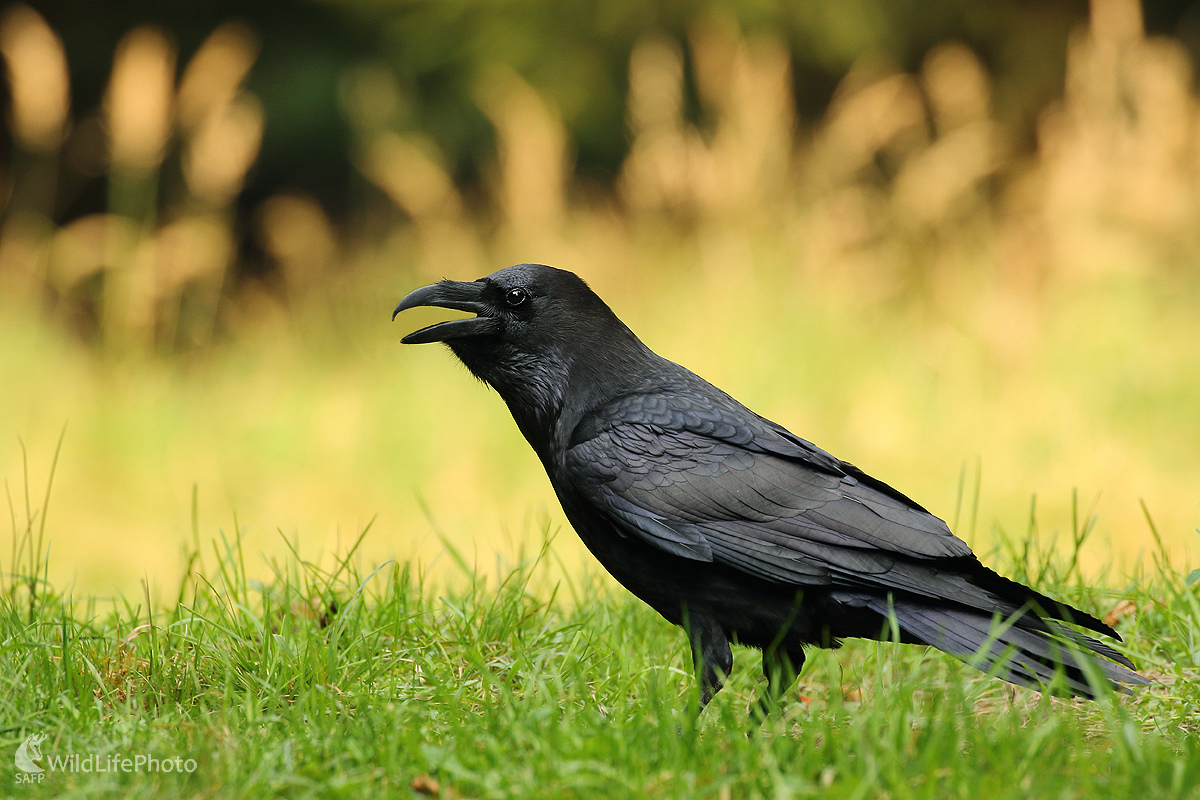 Krkavec (Peter Jurík)