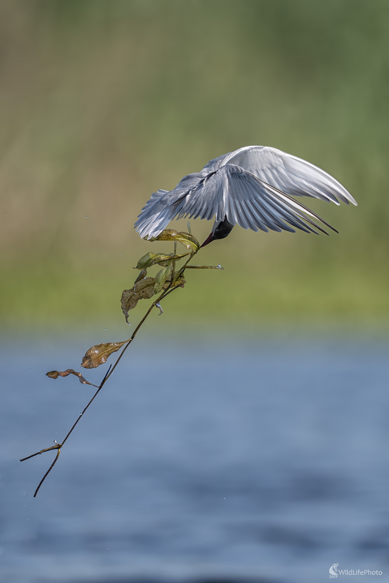 Postav dom (Michal Lučanský)