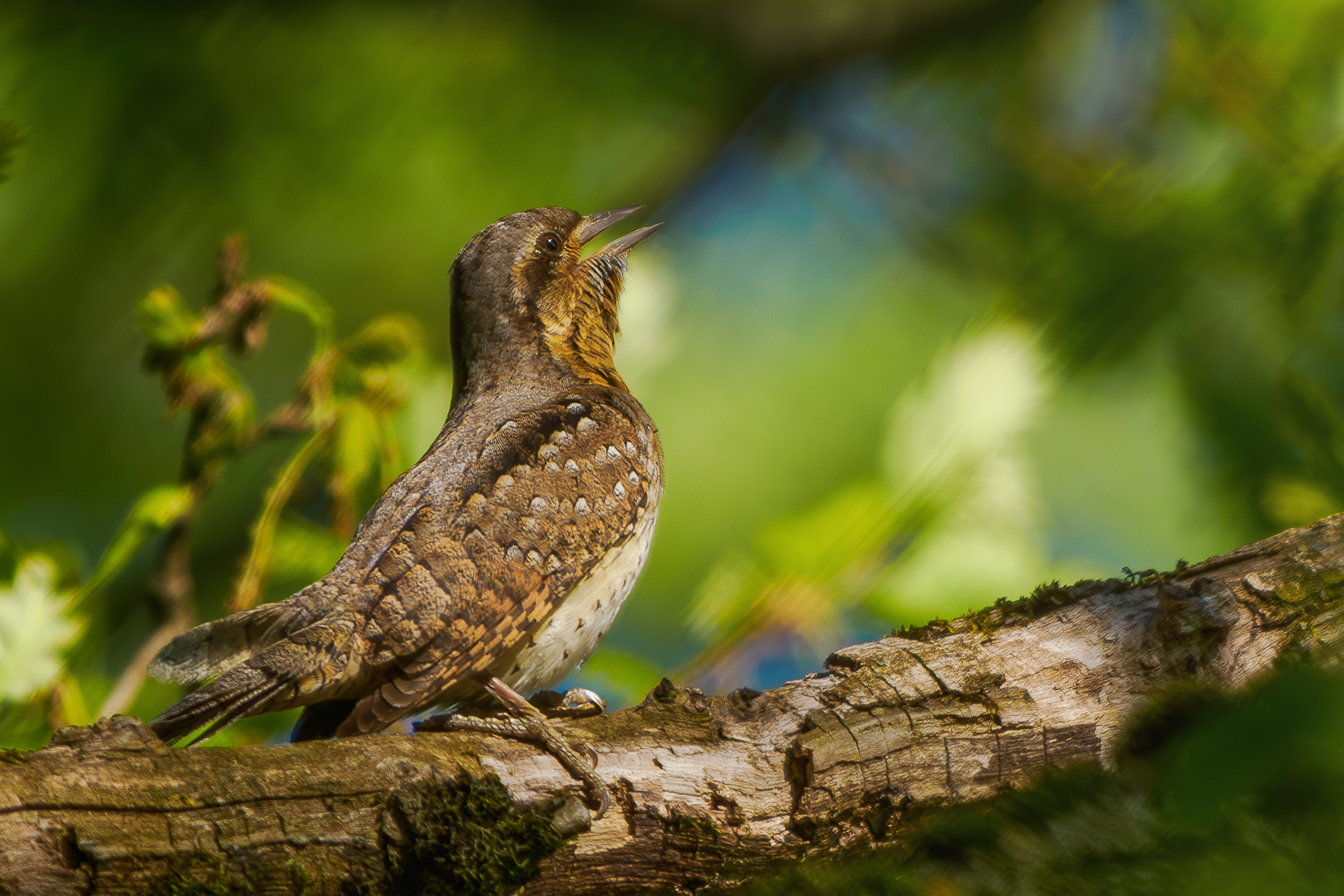 Neúnavné tokanie (Rasťo  Megyessi)