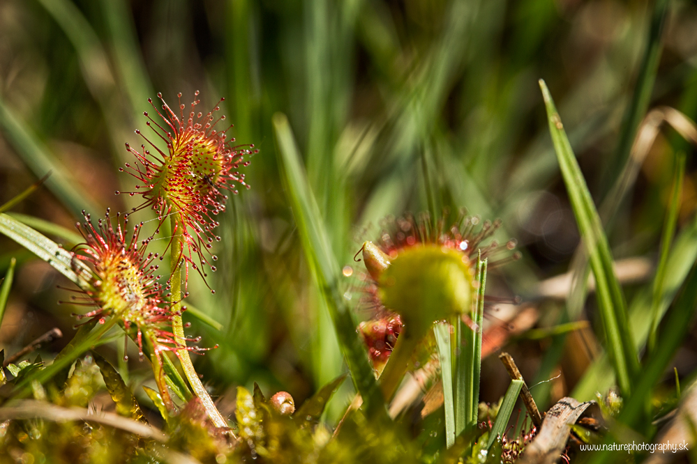 Rosička okrúhlolistá (Michal Lučanský)