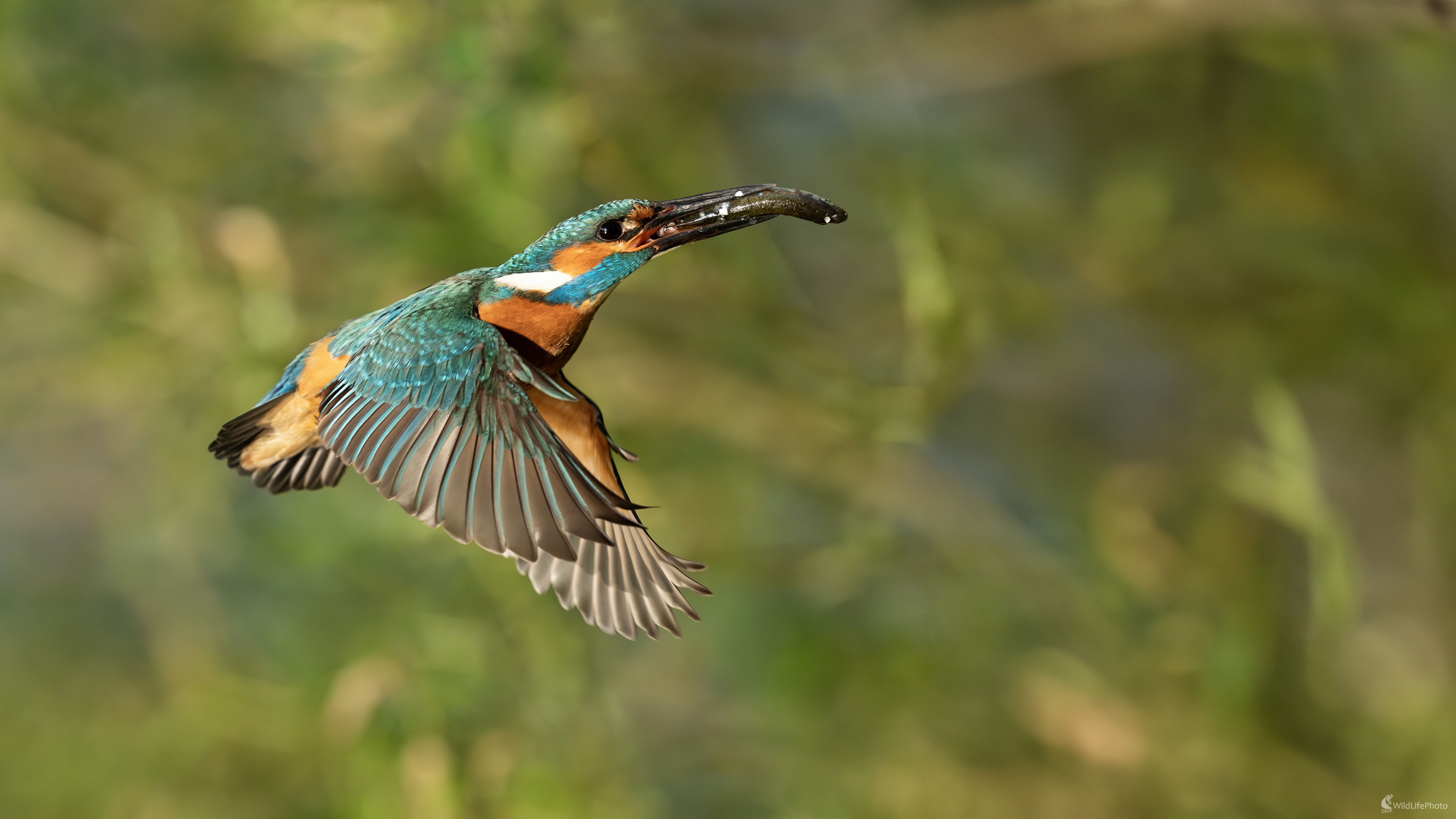 Starostlivý tatko (Michal Lučanský)