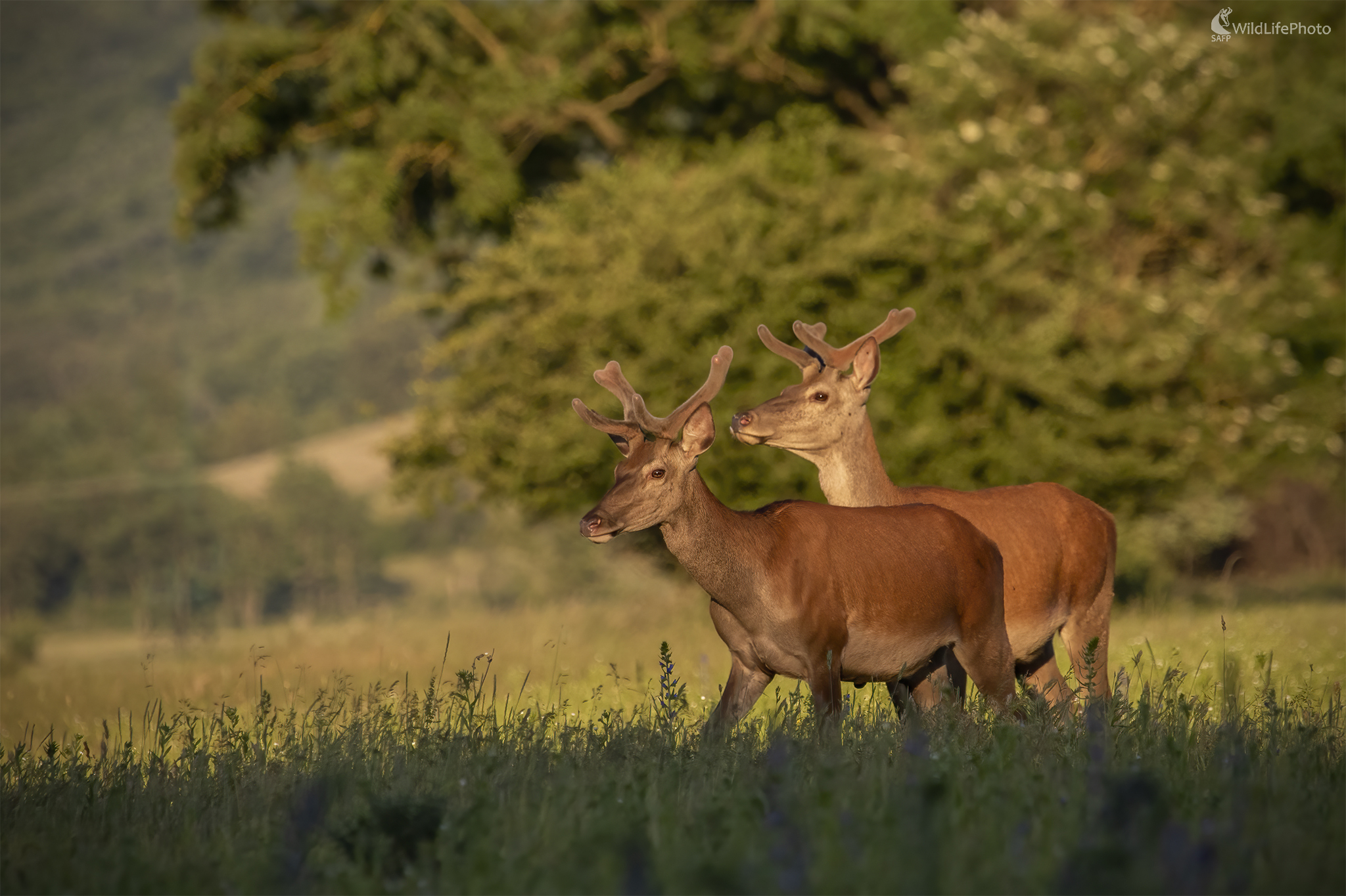 ...pri západe slnka (Lucia Škyrtová)