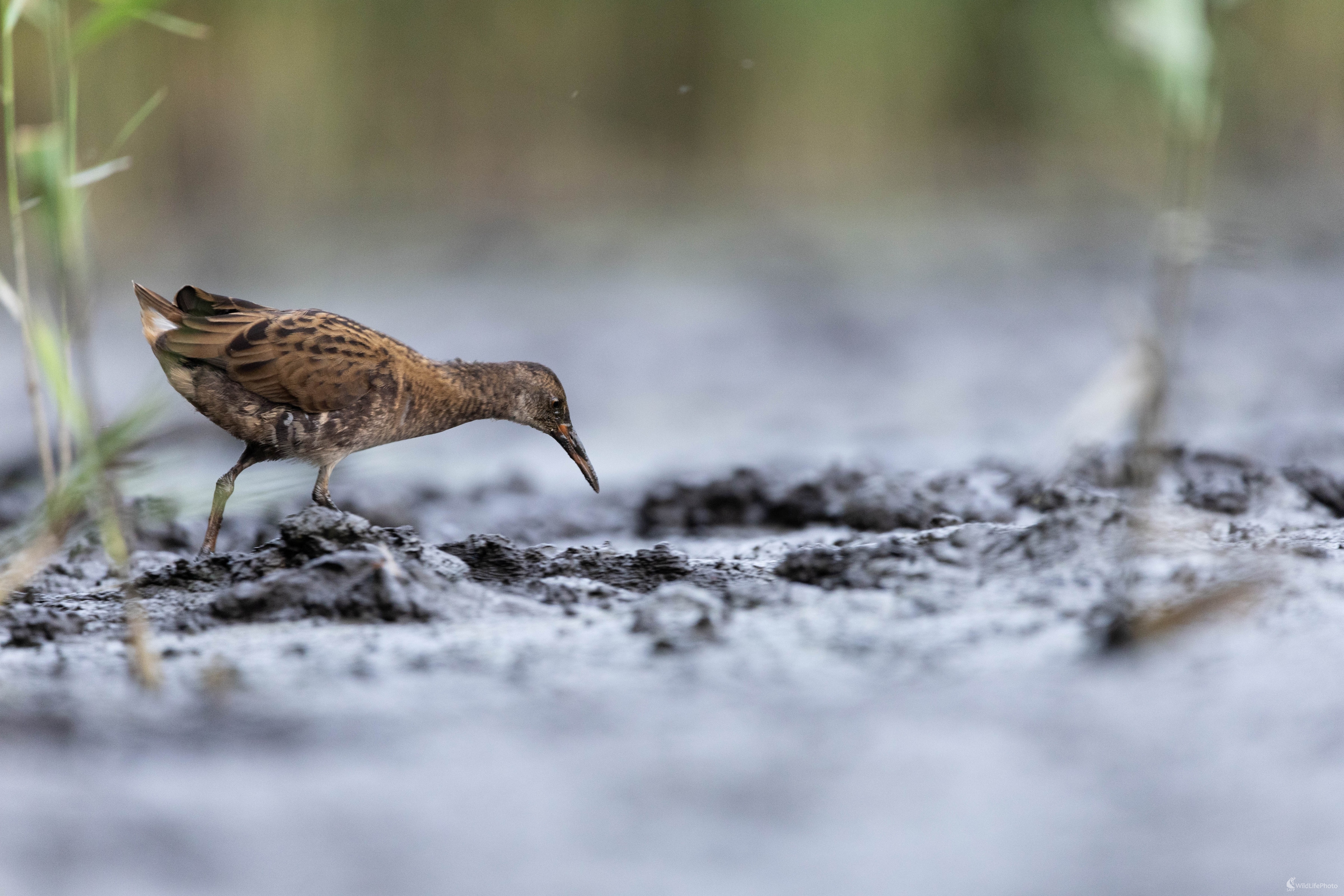 Chriašteľ vodný (Miroslav Vrabel)