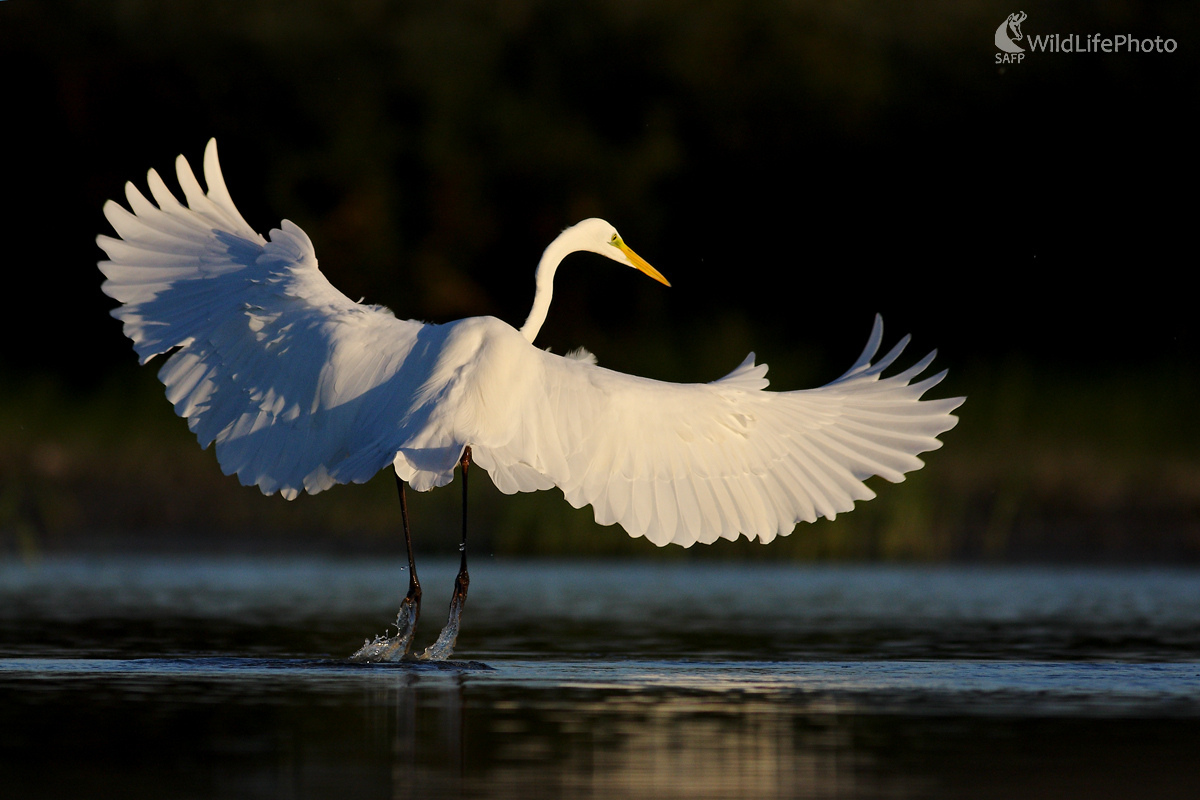 Anjel (Michal Stoklasa)