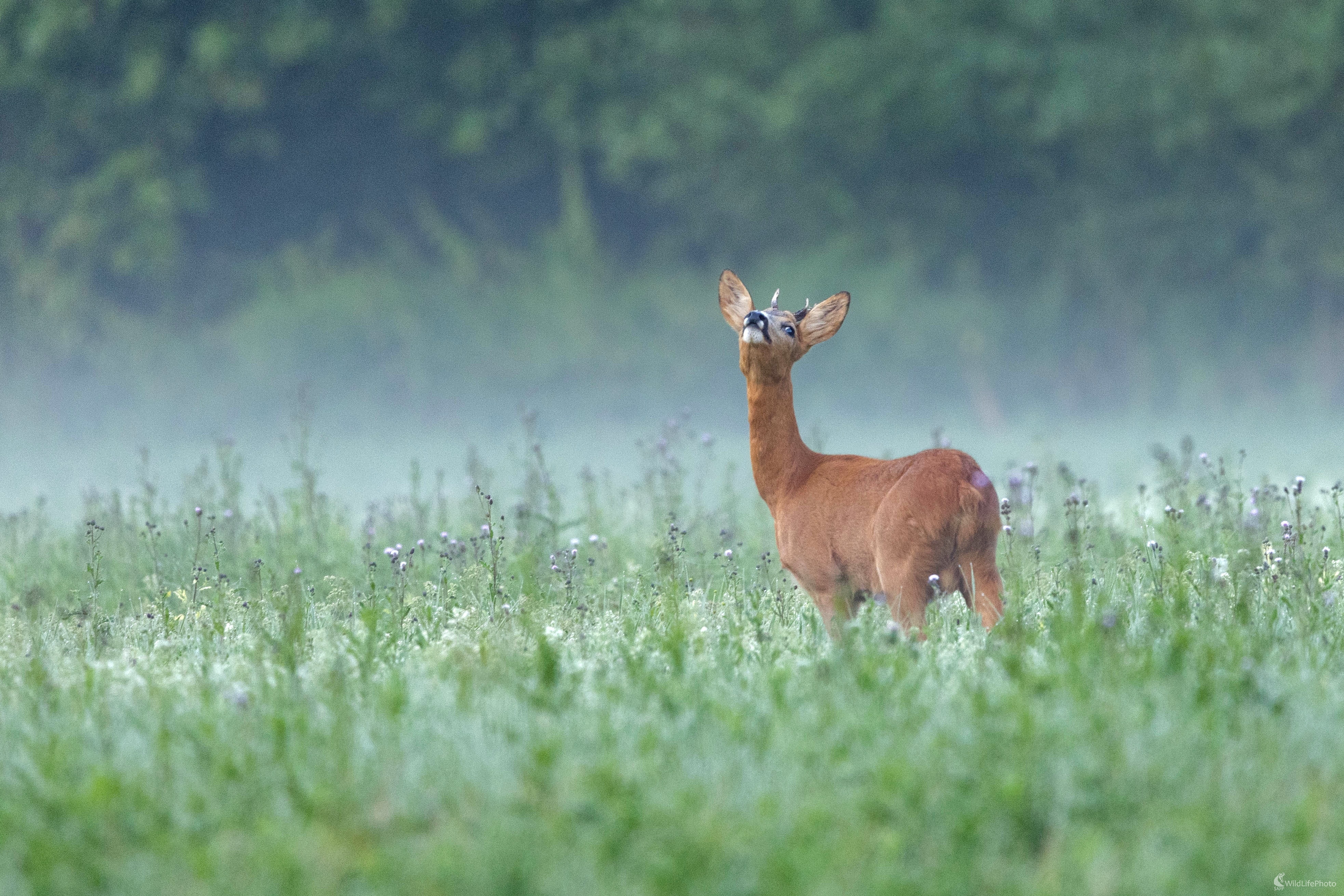 Augustove ráno na lúke (Miroslav Vrabel)