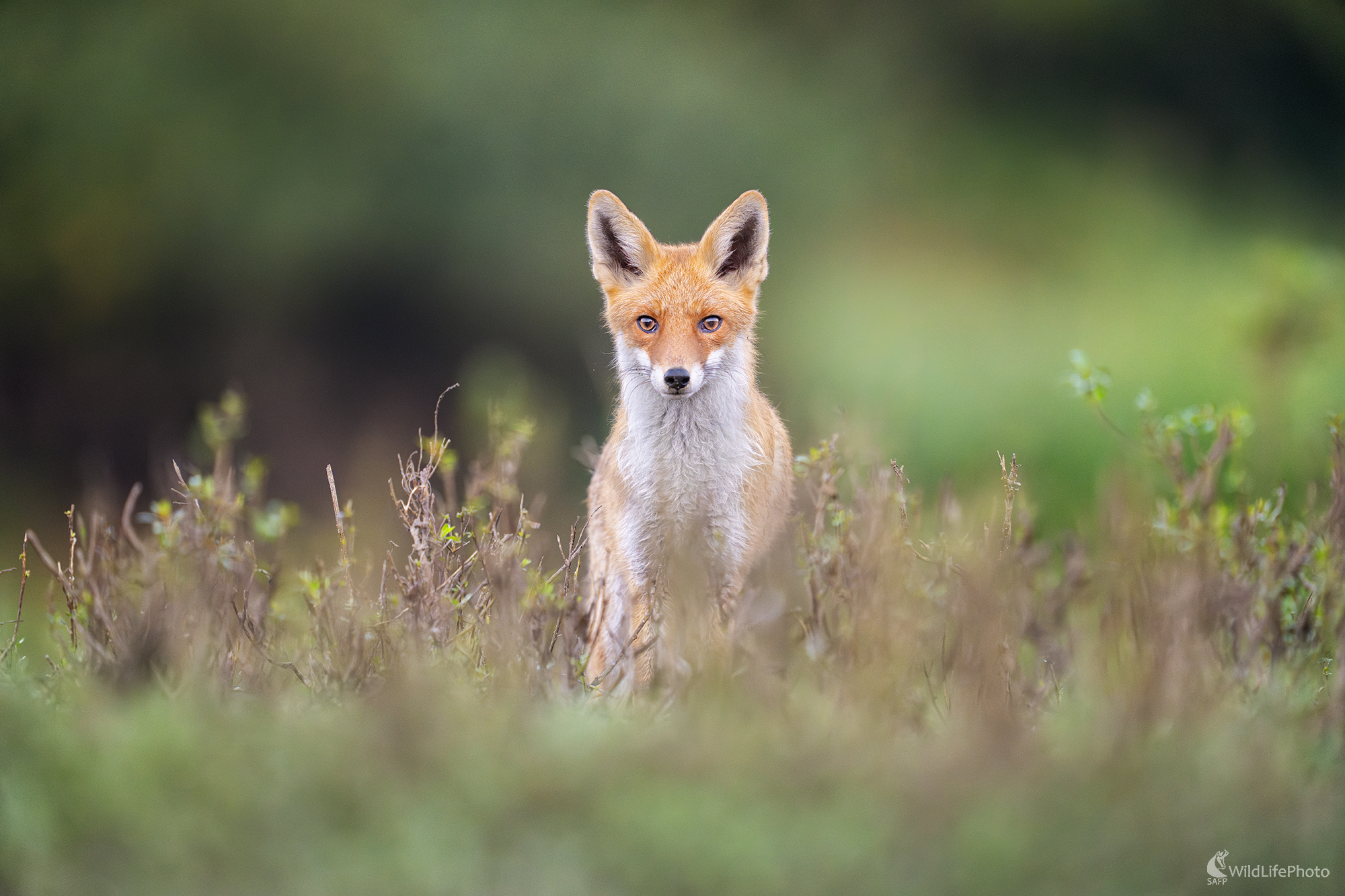 Nová generácia (Michal Lučanský)