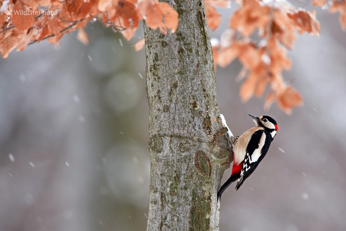 V zimnom lese (František Hromada)