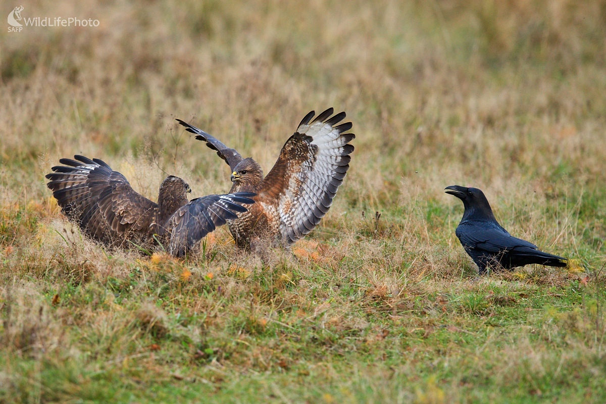 Zápas s rozhodcom (František Hromada)