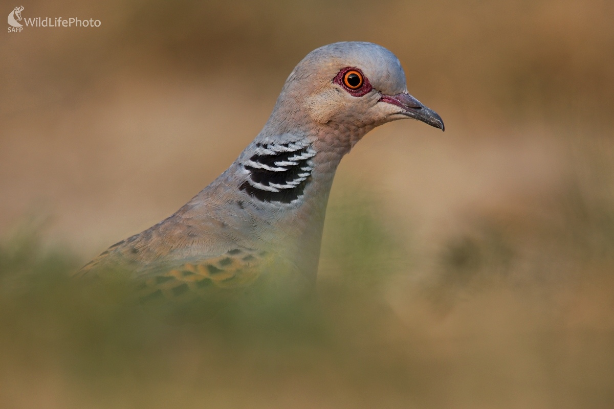 Hrdlička poľná-portrét (František Hromada)