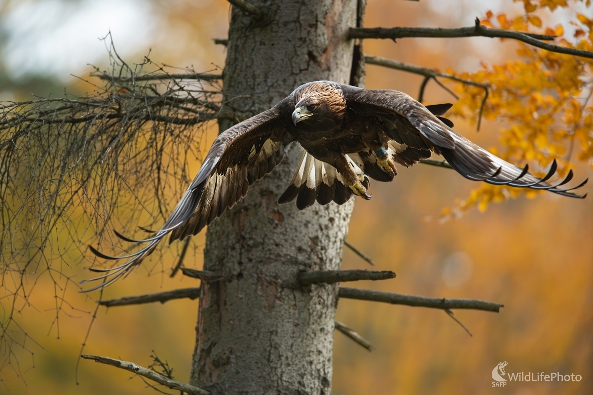 Majestát (František Hromada)