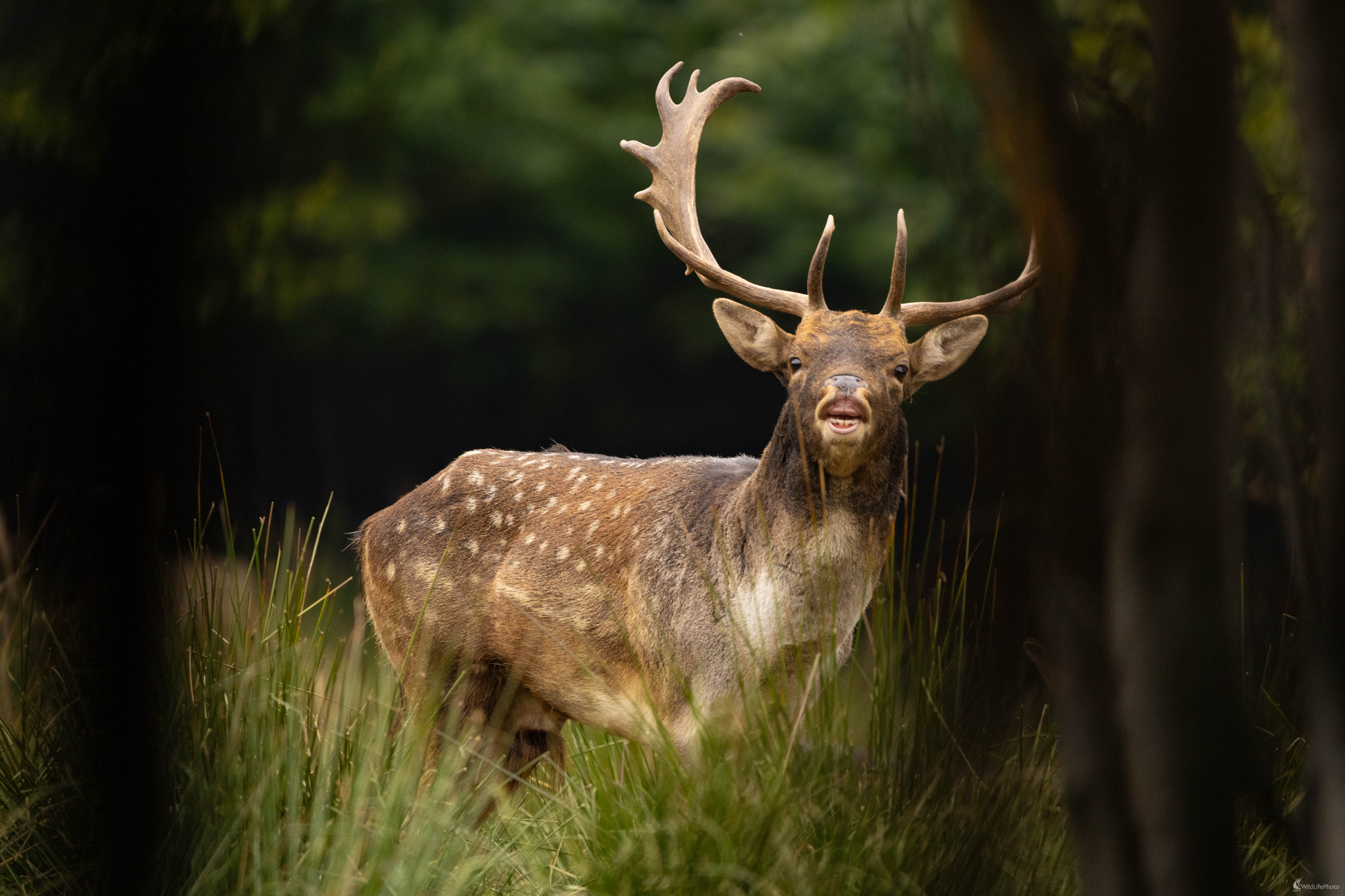 Daniel v ruji... (Miroslav Vrabel)