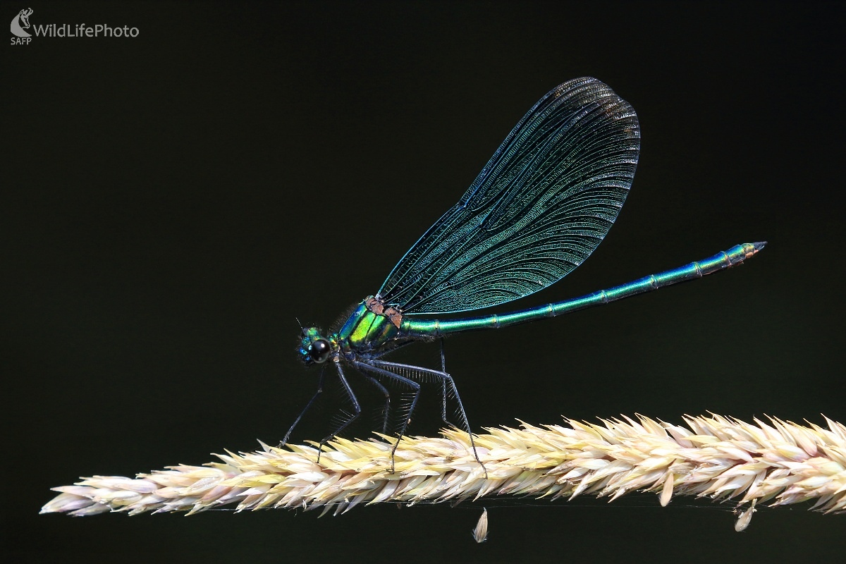 Hadovka (Vladimír Michalec)