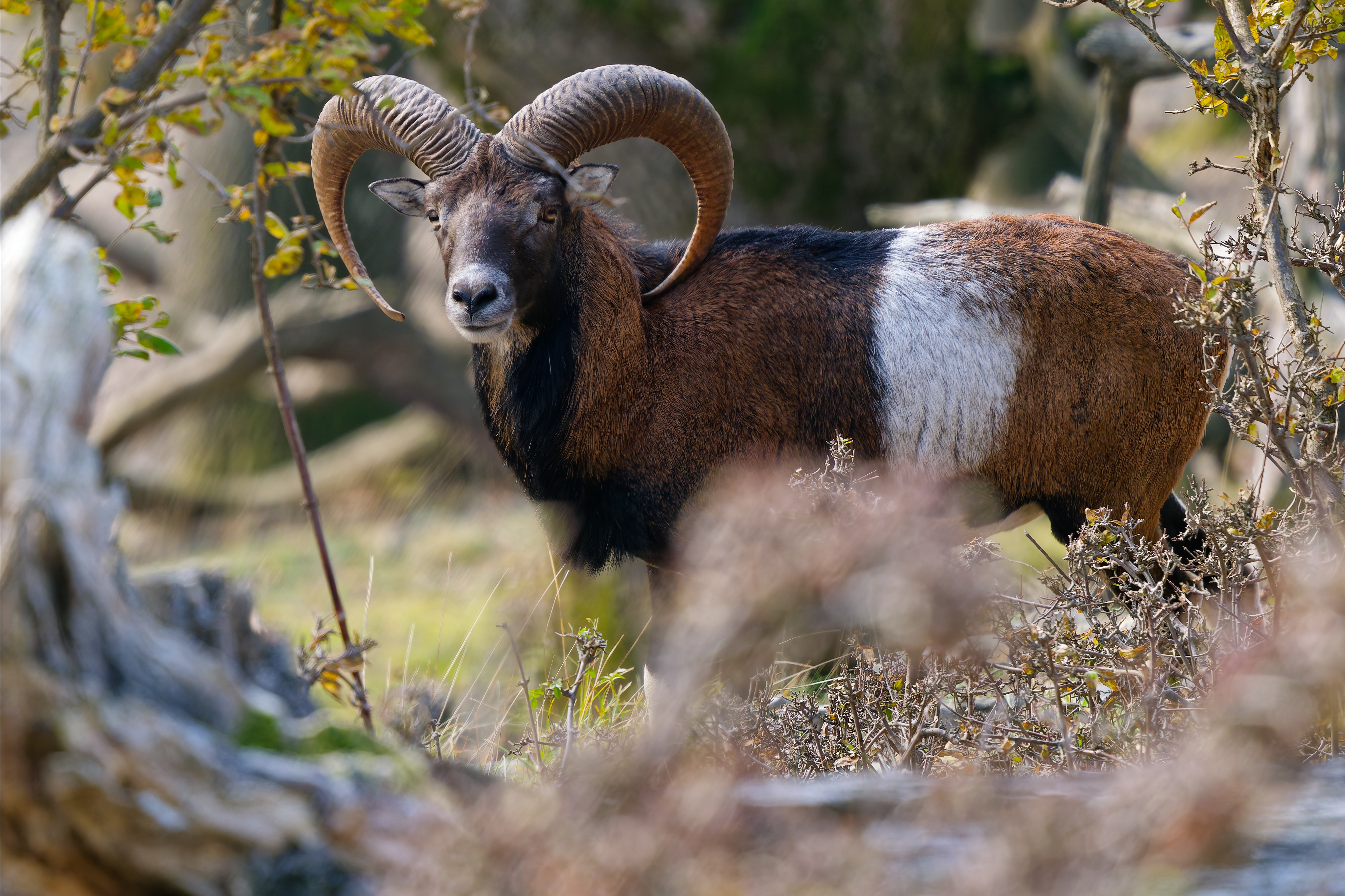 Čakal či sa pohnem prvý (Rasťo  Megyessi)