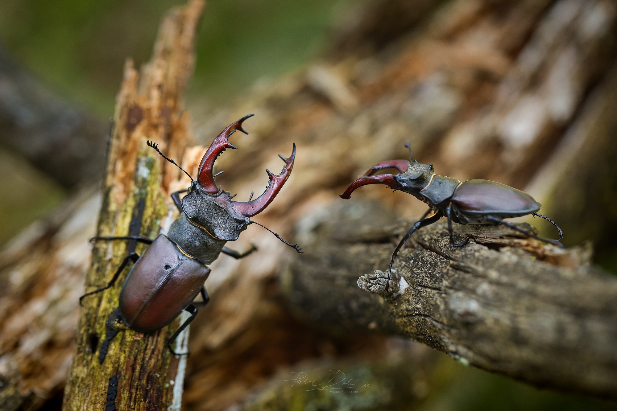Roháče (Patrik Rolín)