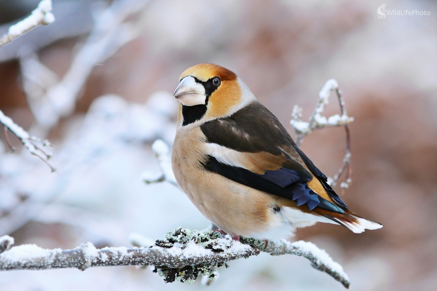 Zimný hrubozobec (Vladimír Michalec)