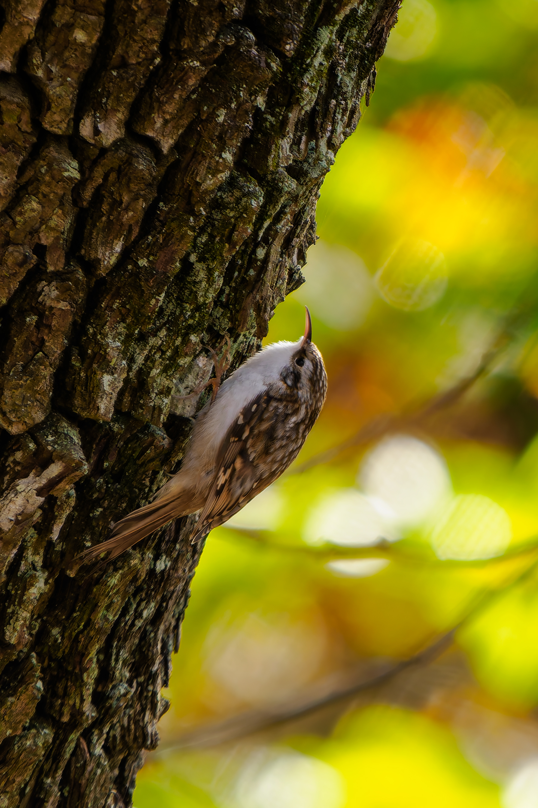 Lesné špáratko (Rasťo  Megyessi)