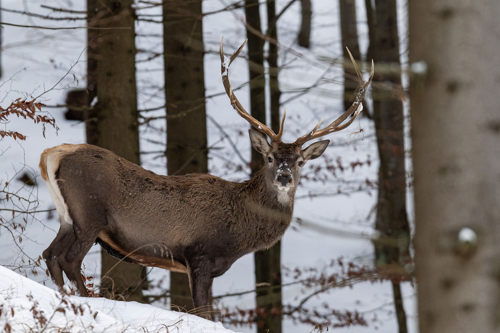 Jeleň lesný  (Tomáš Smutný)