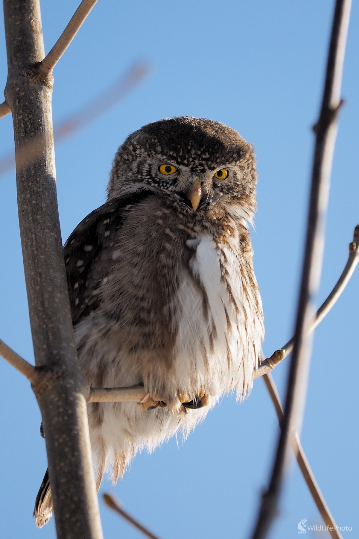 Na postriežke (Radoslav Michalec)