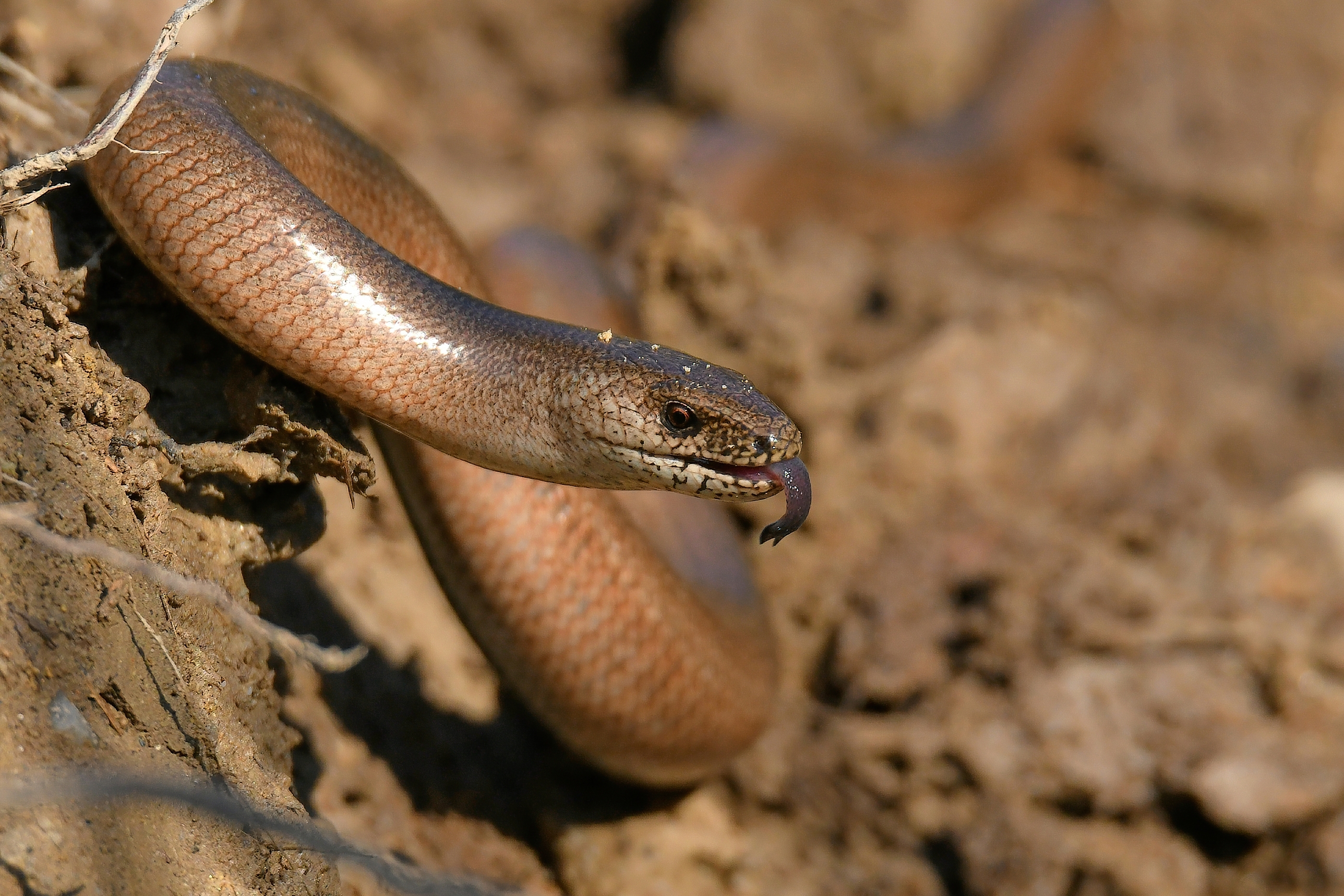 Slepuch (Patrik Čillík)