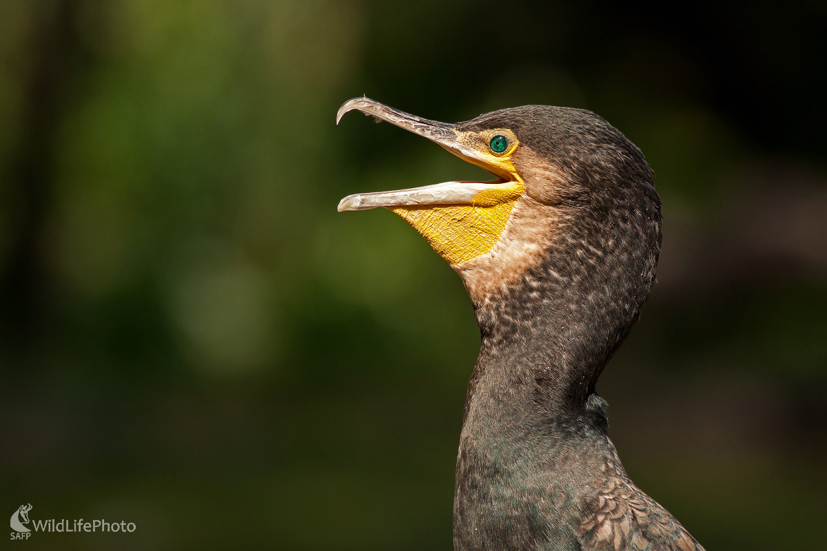 S otvorenou pusou  (Michal Lutonský)