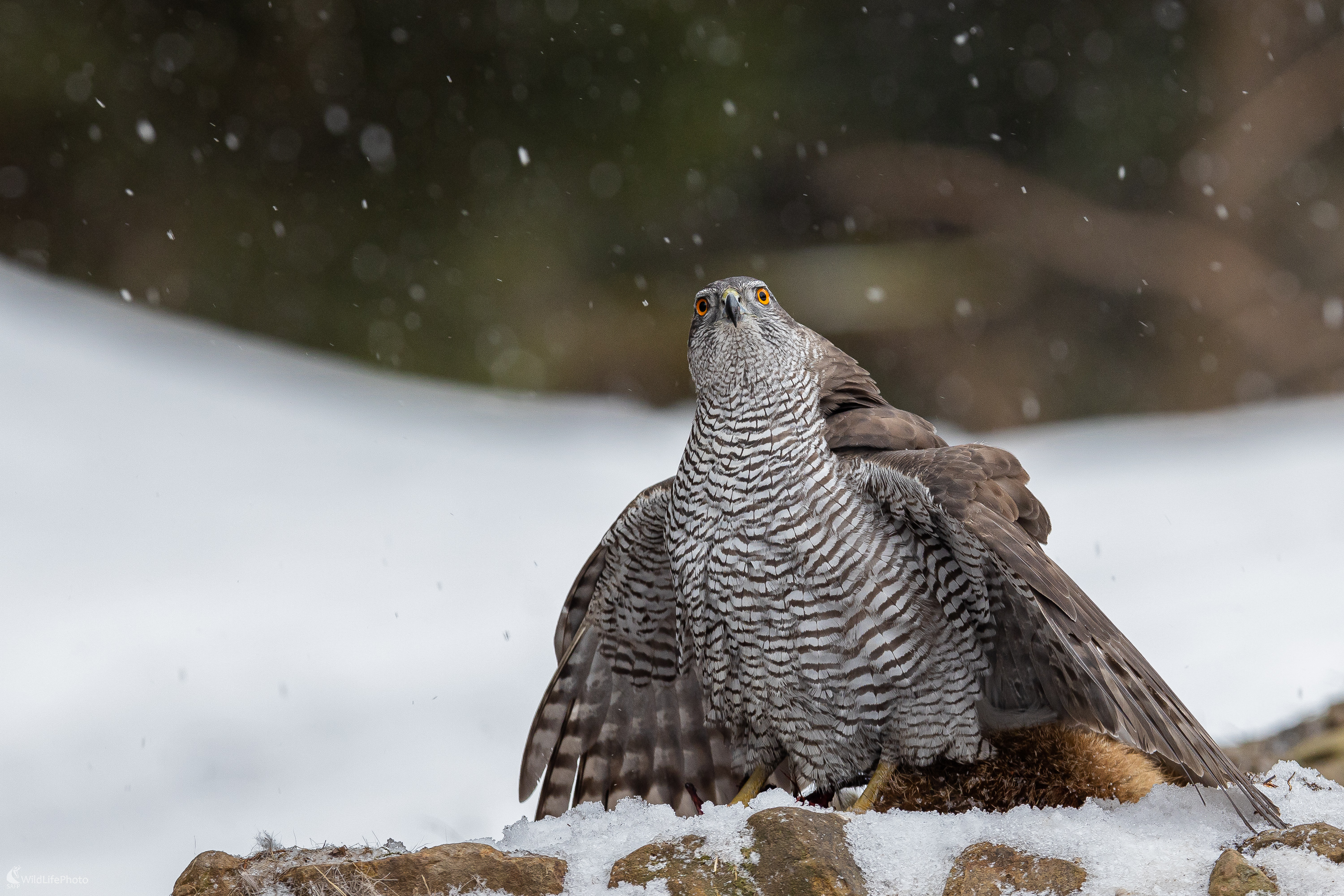 Otravné krkavce. (Stanislav Brisuda)