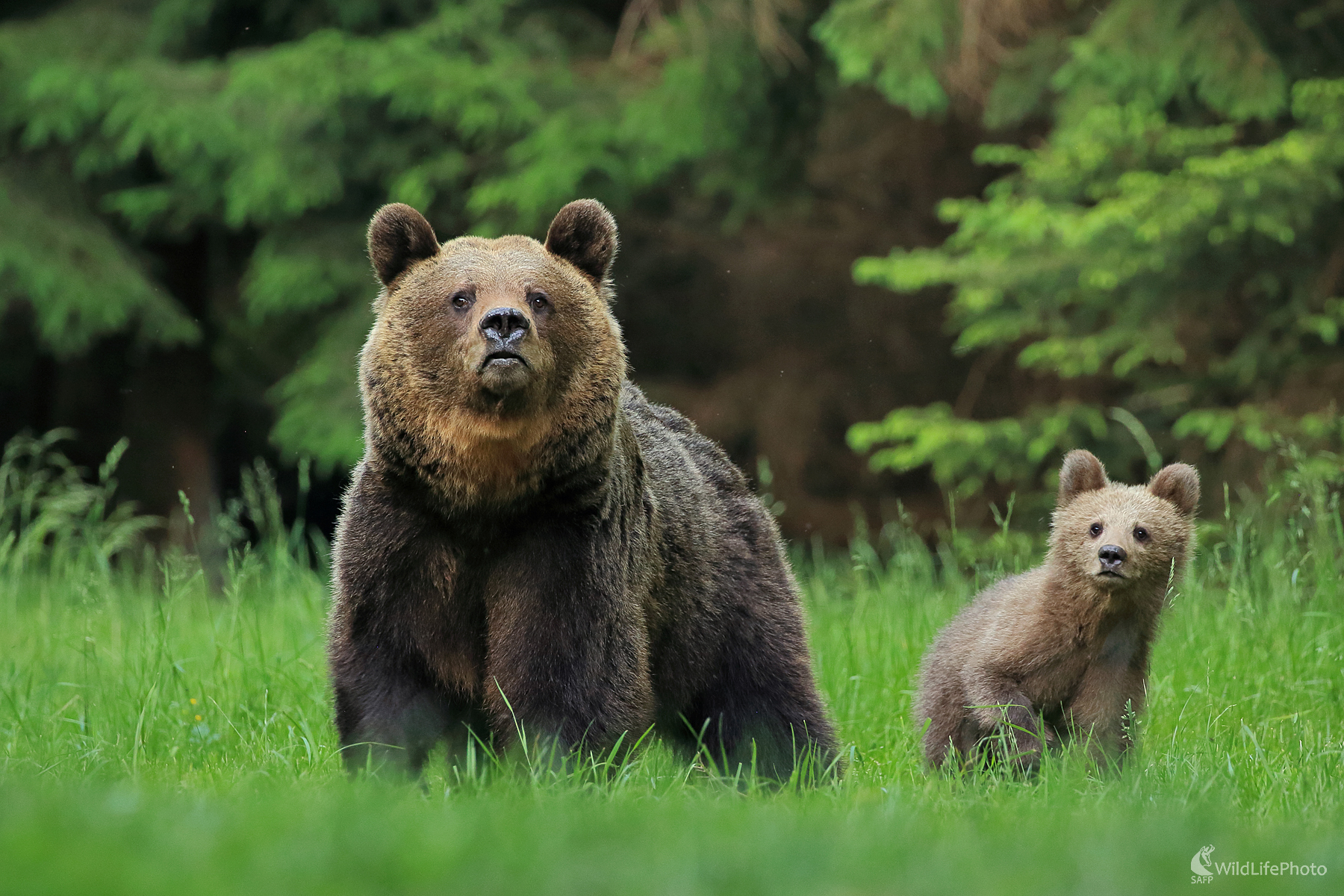 pozorná mamina (Peter Jurík)