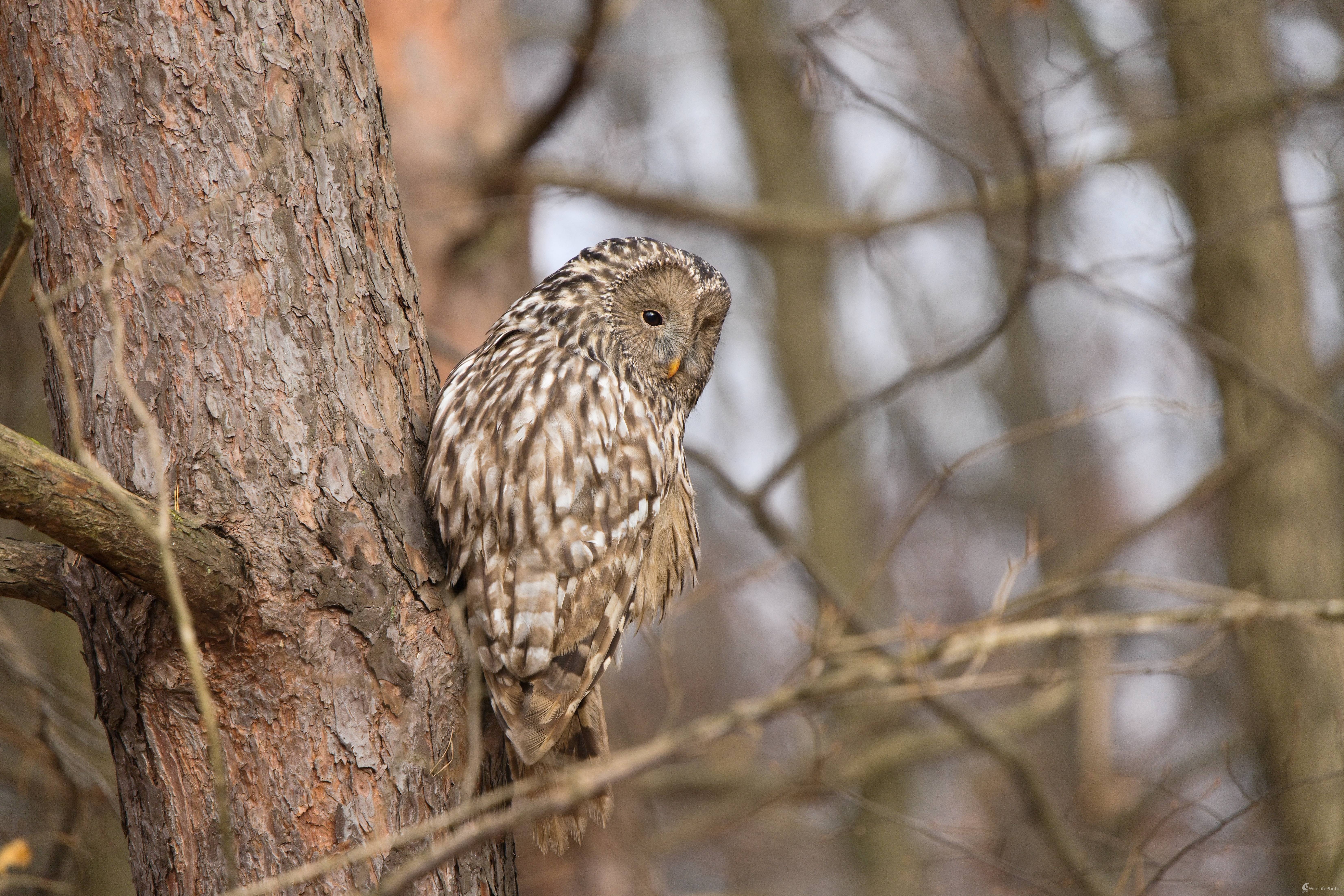 sova dlhochvostá (Milan Fuňák)