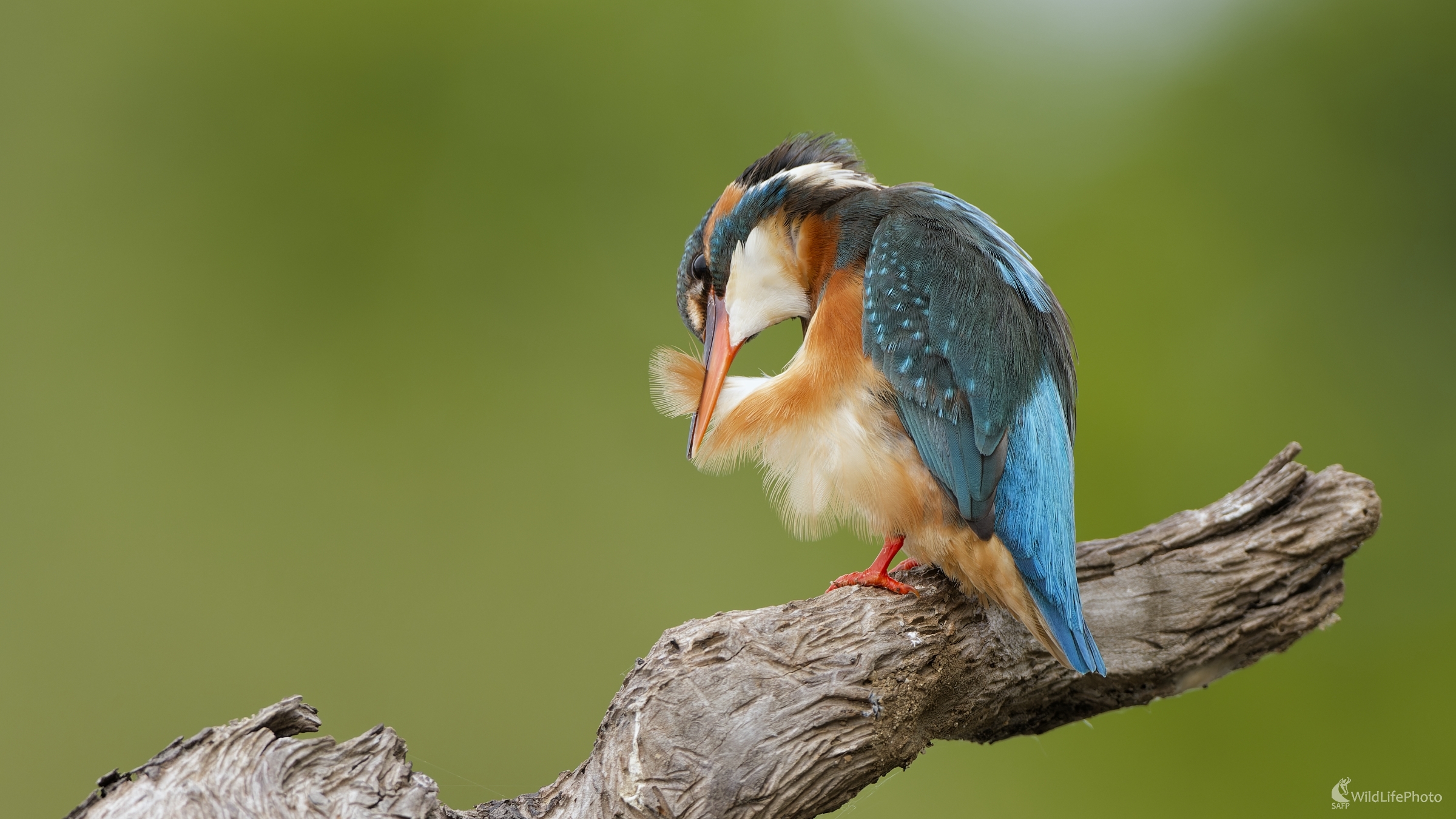 Pierko... (Bohuš Číčel)