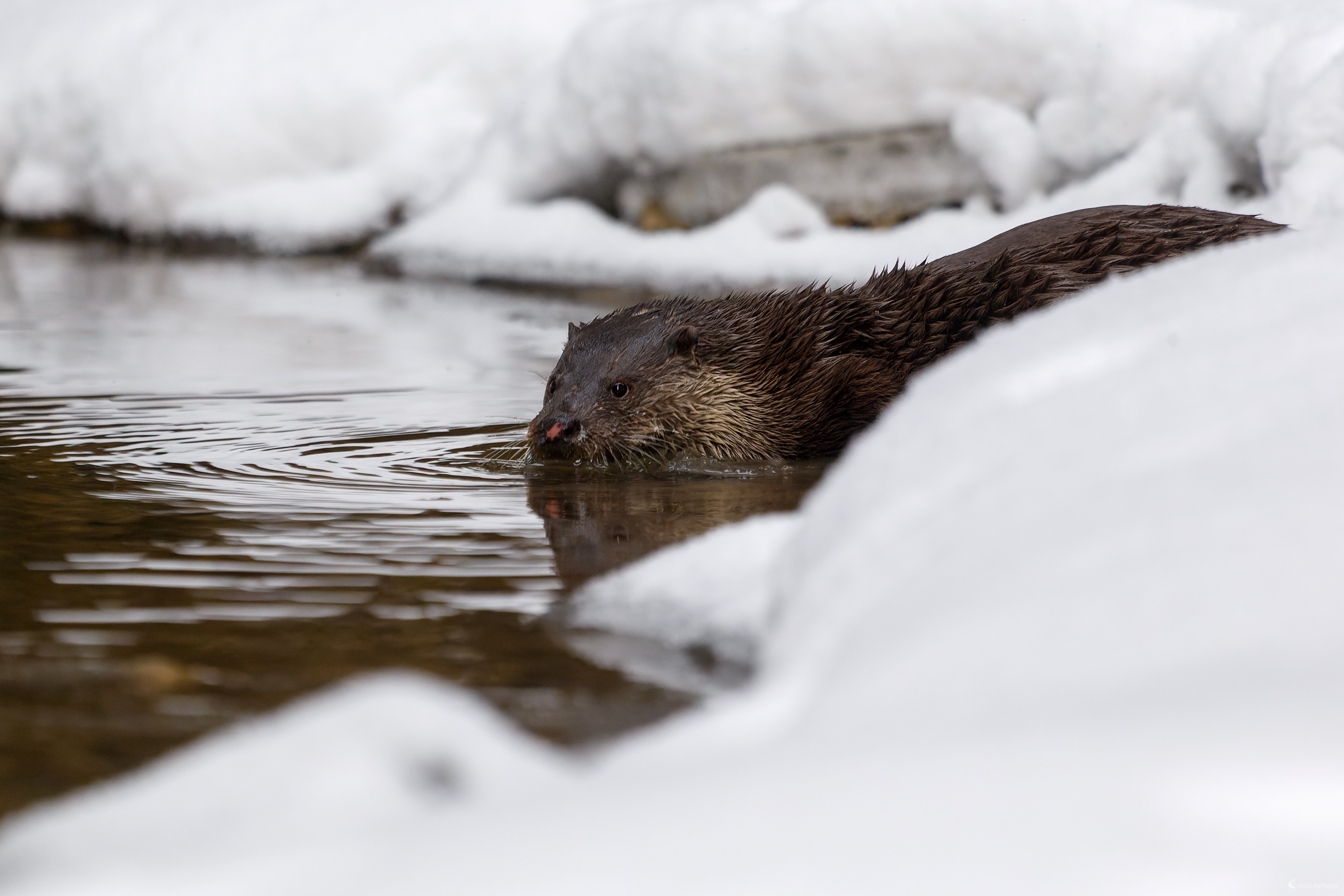 Príchod do vody (Pavol Bukovan)