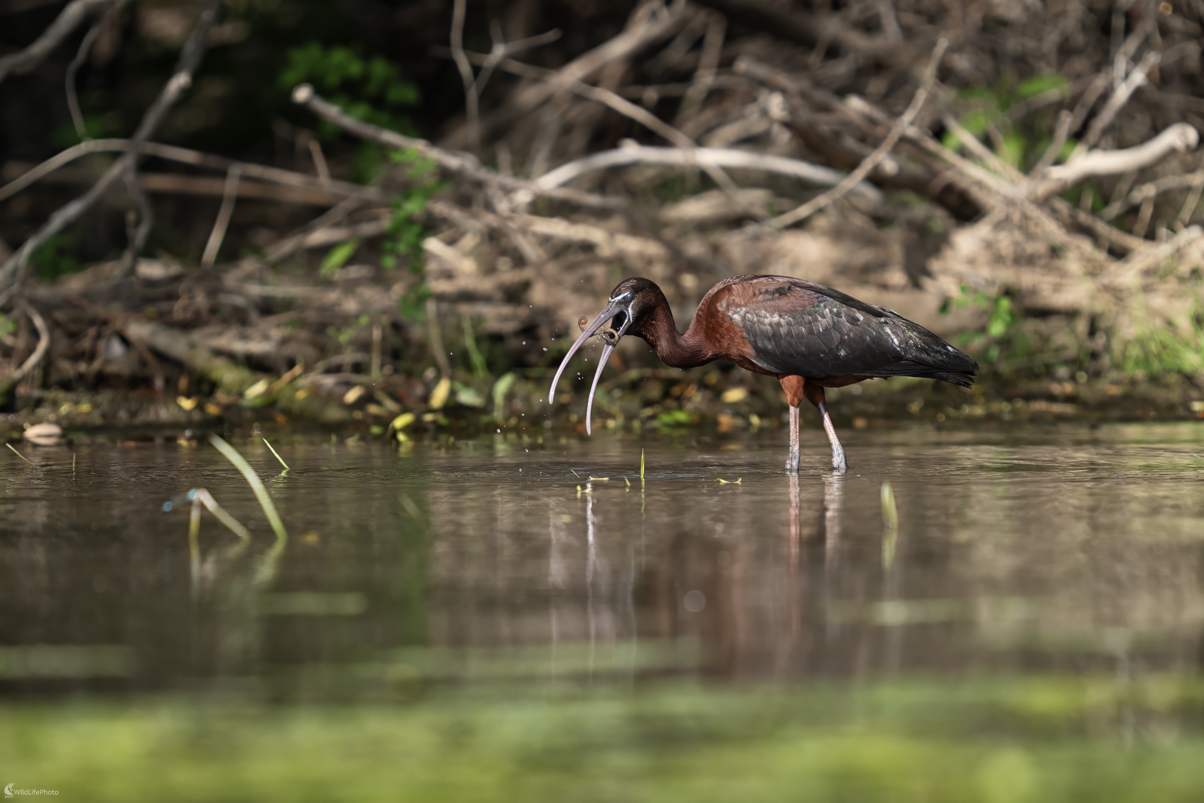 Pochúťka (Michal Lučanský)