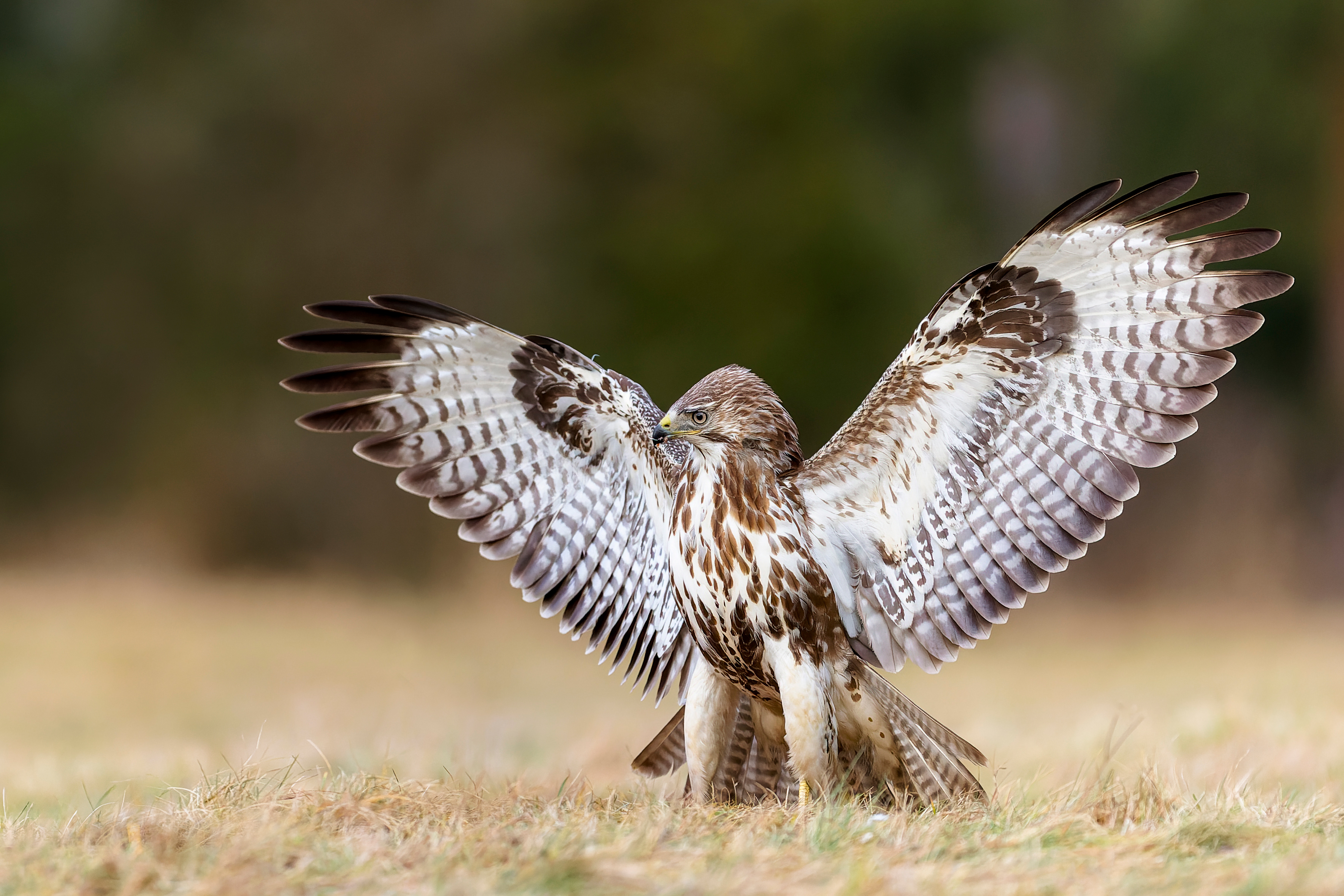 Buteo (Michal Stoklasa)