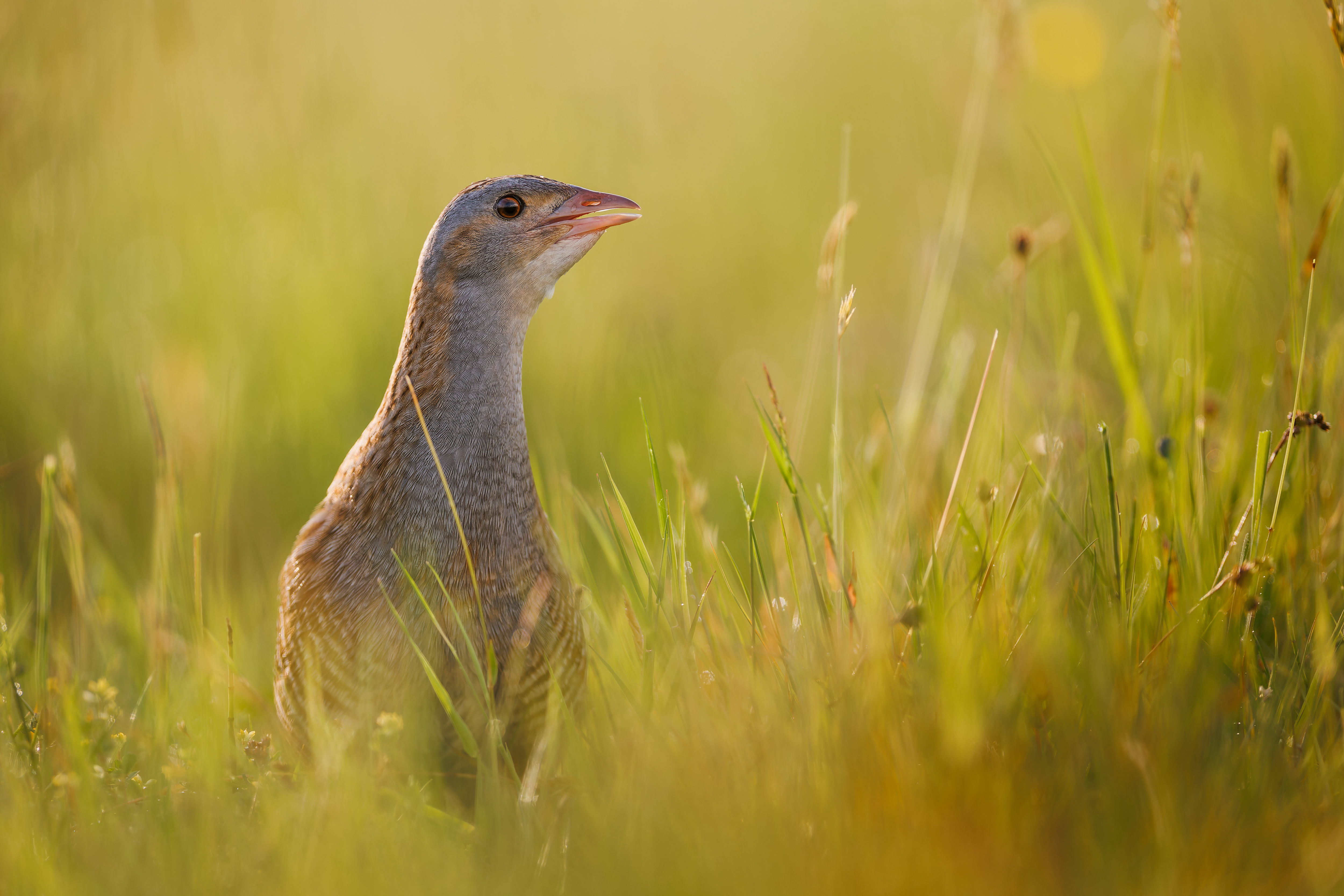 Zachrípnutý spevák (Michal Stoklasa)