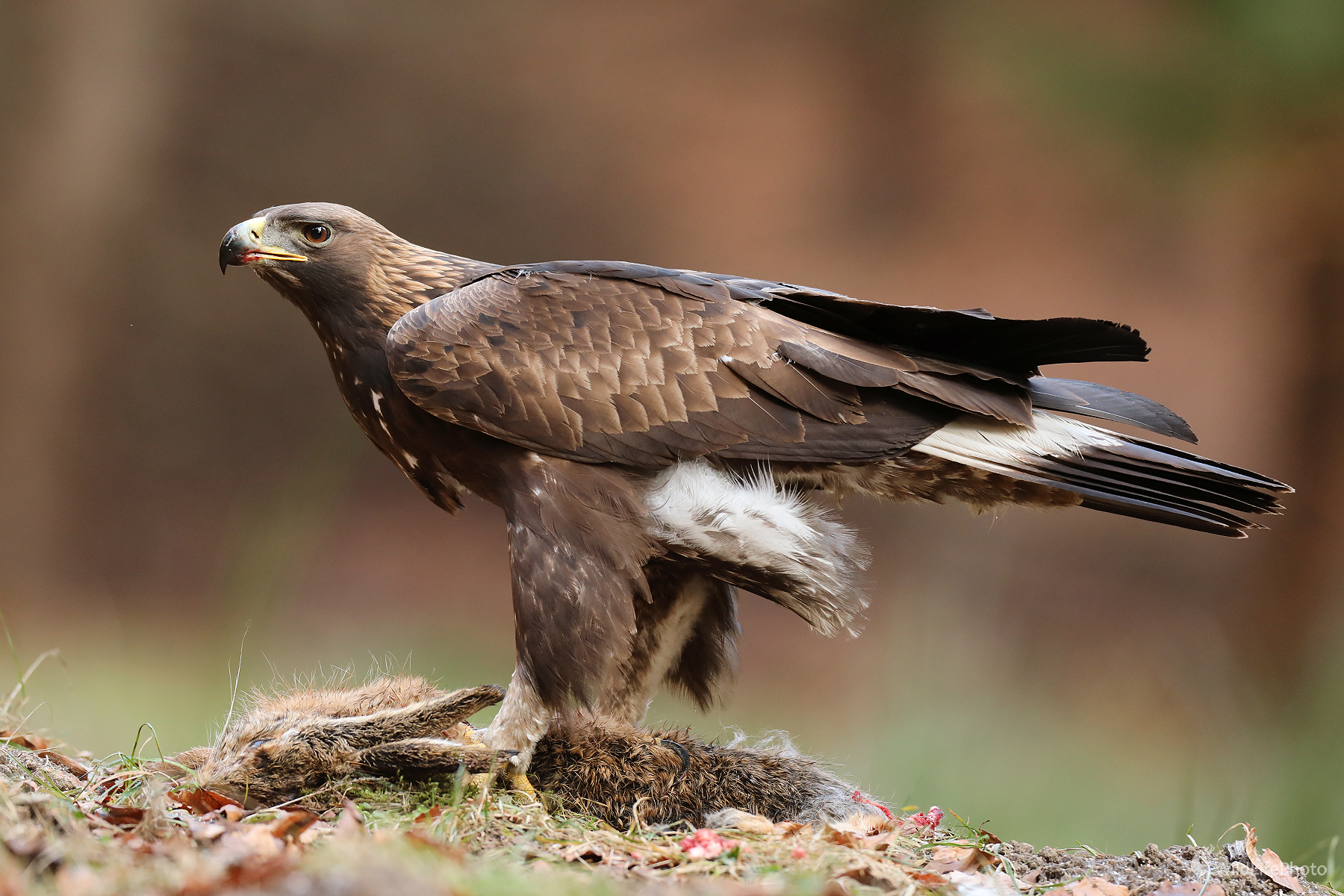 skalák (Peter Jurík)