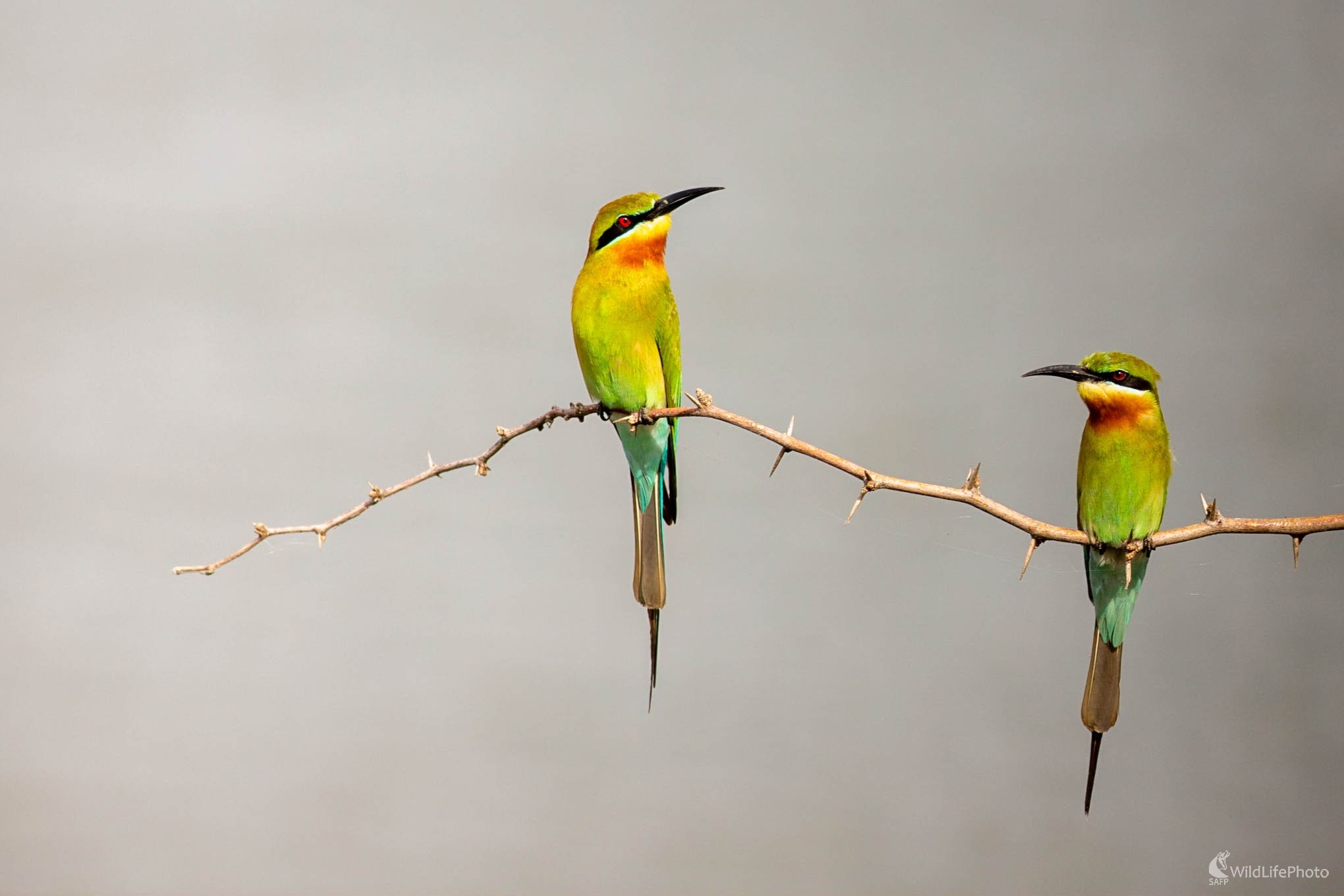 Včelarik modrochvosty (Miroslav Vrabel)